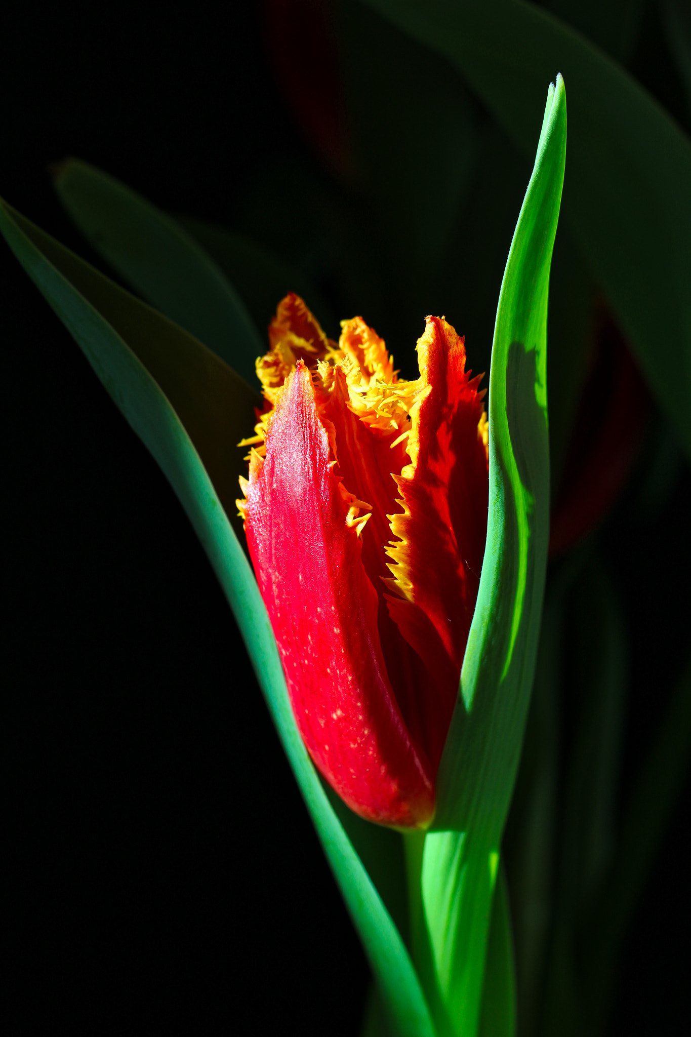 Canon EOS 100D (EOS Rebel SL1 / EOS Kiss X7) sample photo. Parrot tulip photography