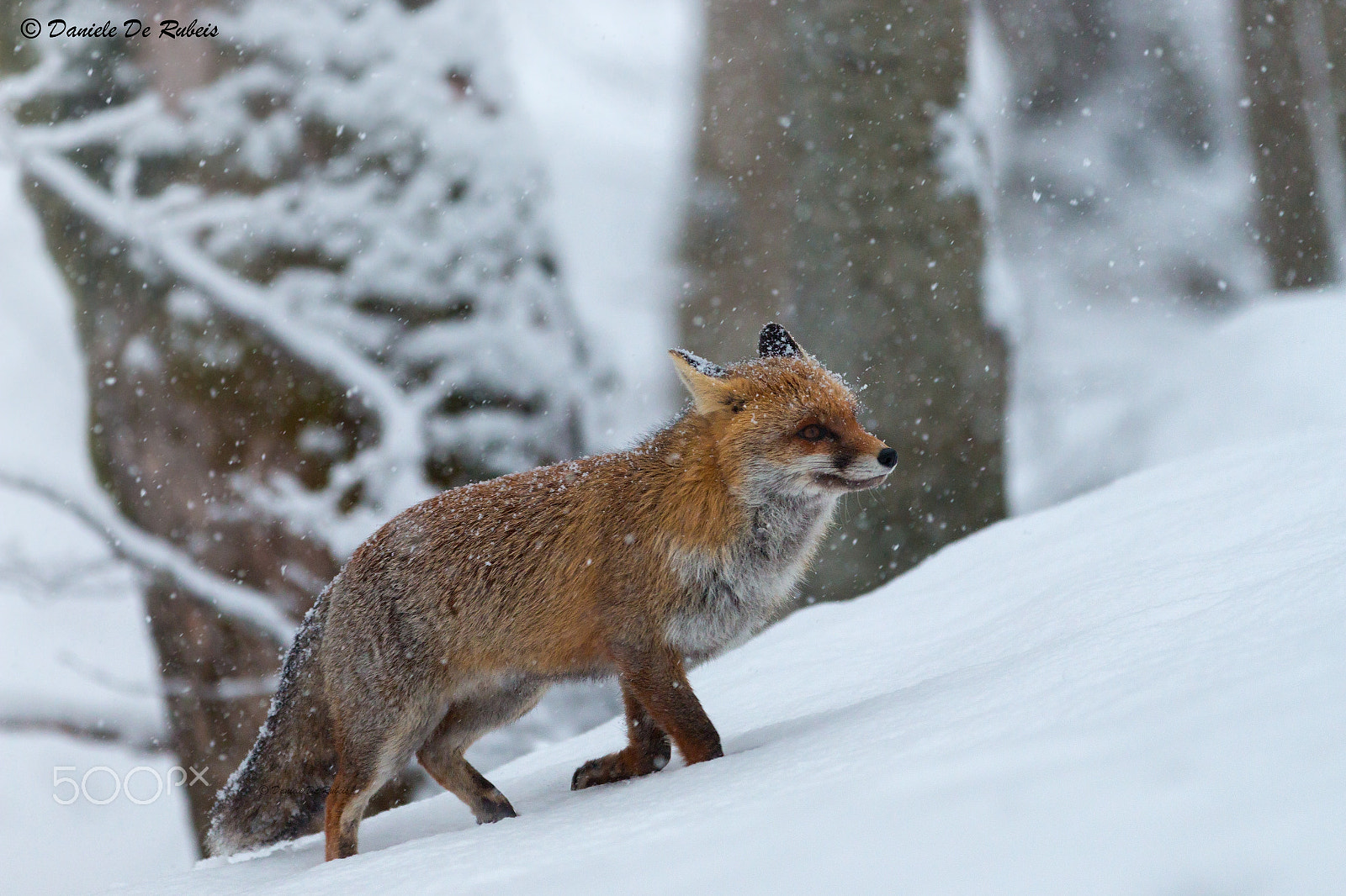 Canon EF 70-200mm F2.8L IS II USM sample photo. Foxy photography