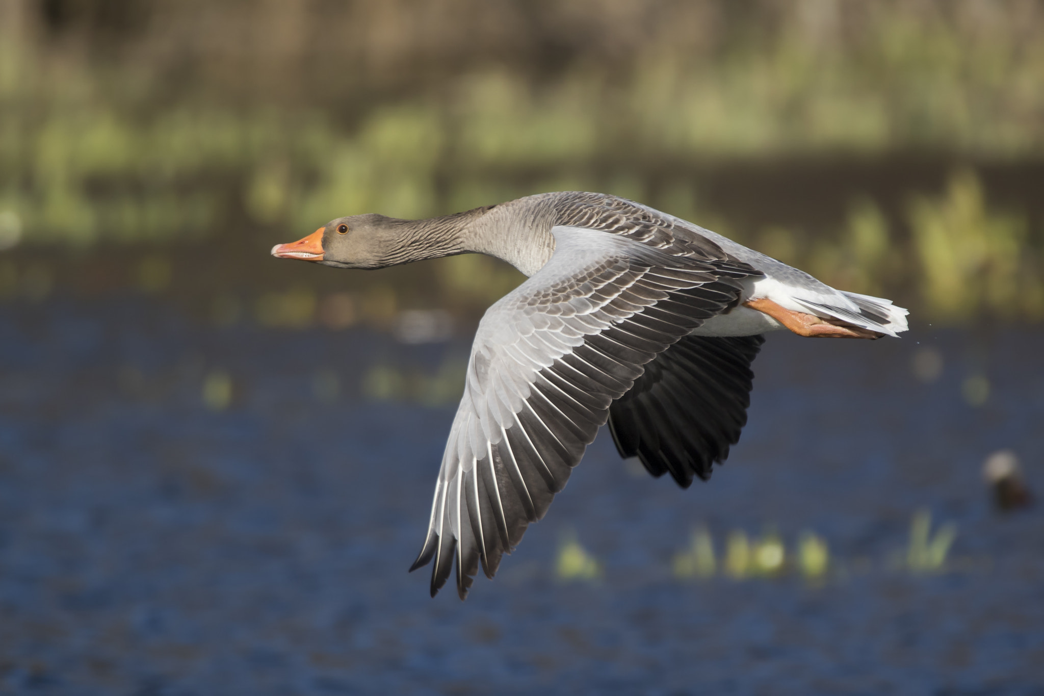 150-600mm F5-6.3 DG OS HSM | Sports 014 sample photo. Goose photography