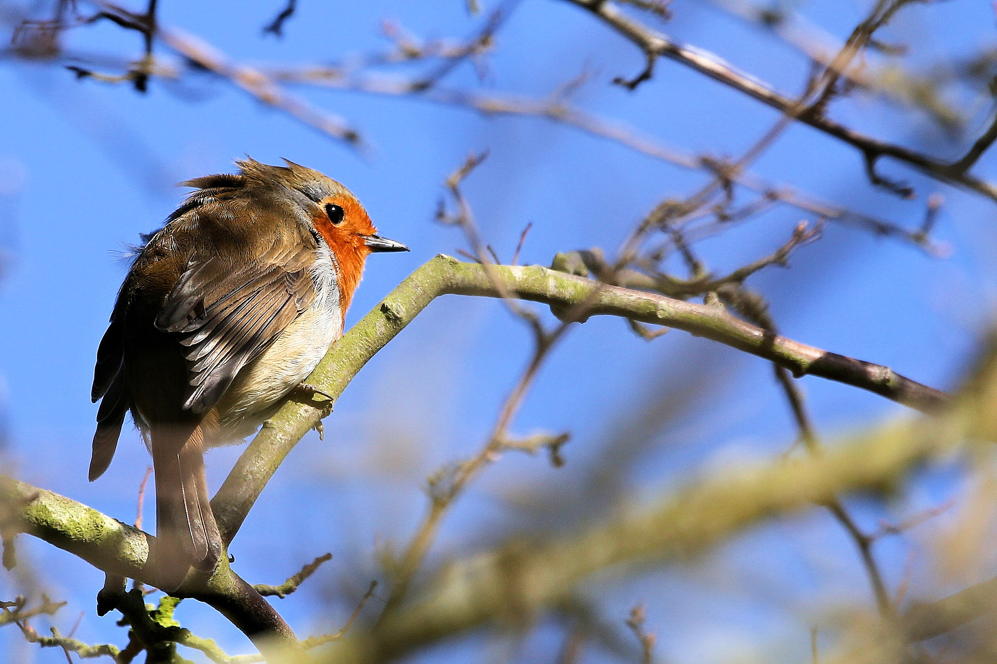 150-600mm F5-6.3 DG OS HSM | Contemporary 015 sample photo. Windswept robin in the sun photography