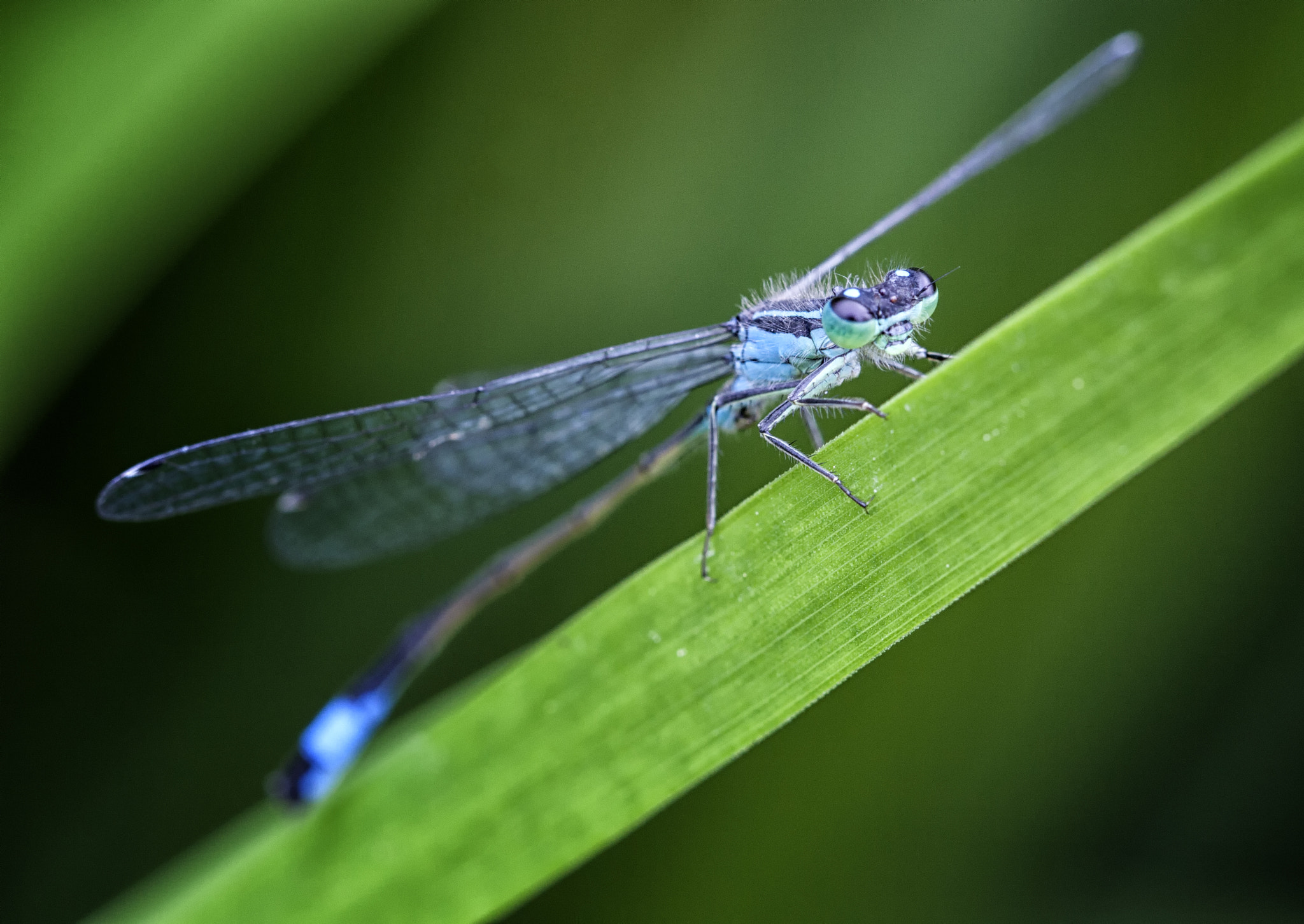 Canon EOS 50D + Canon EF 100mm F2.8L Macro IS USM sample photo. Dragonfly photography