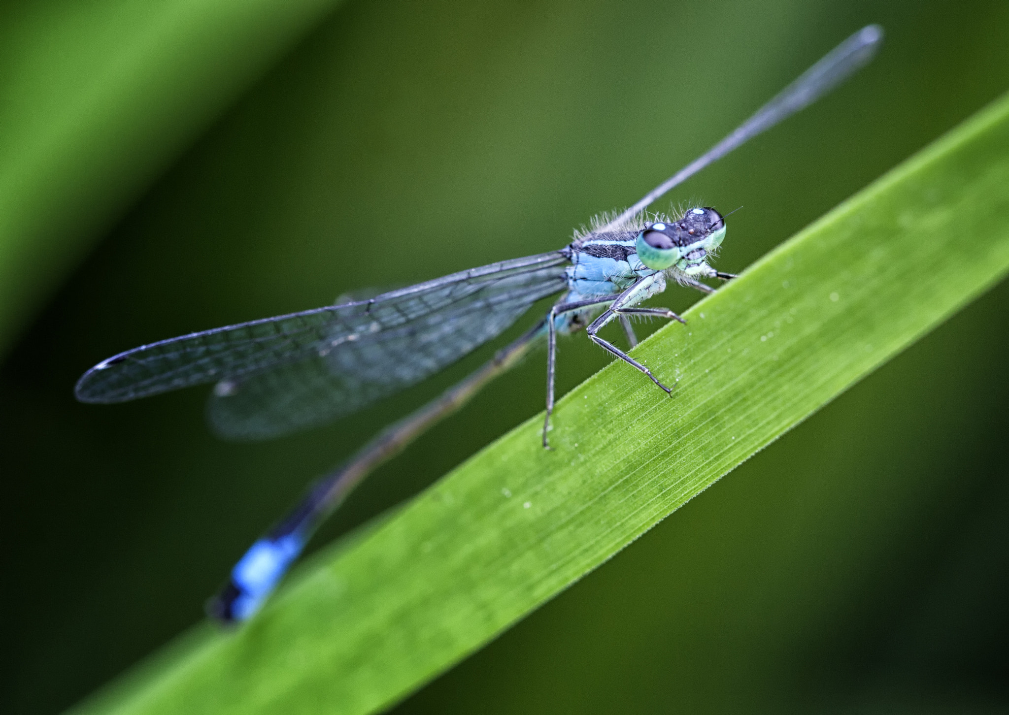 Canon EF 100mm F2.8L Macro IS USM sample photo. Dragonfly photography