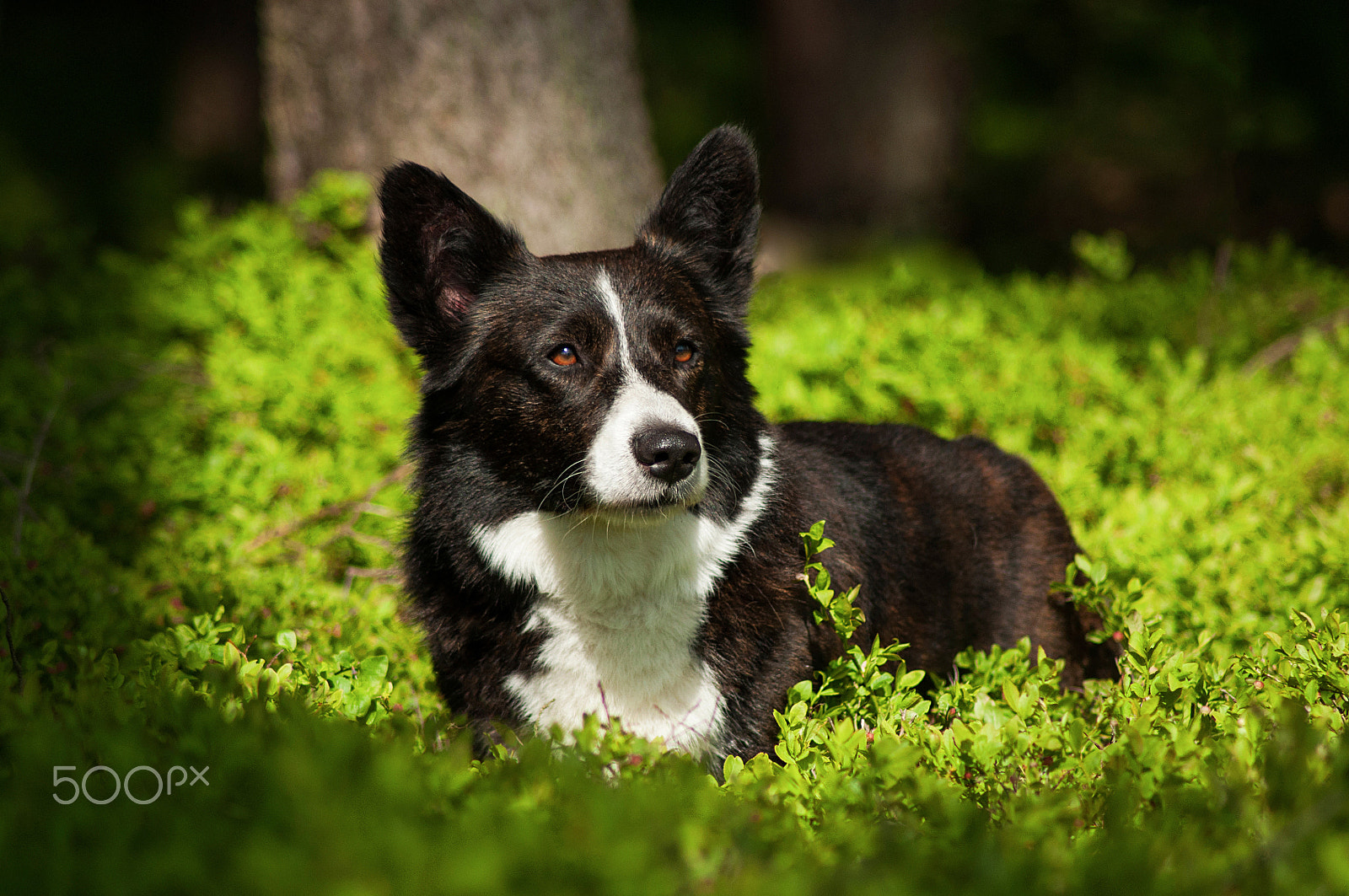 Nikon D5000 sample photo. Black and white fox photography