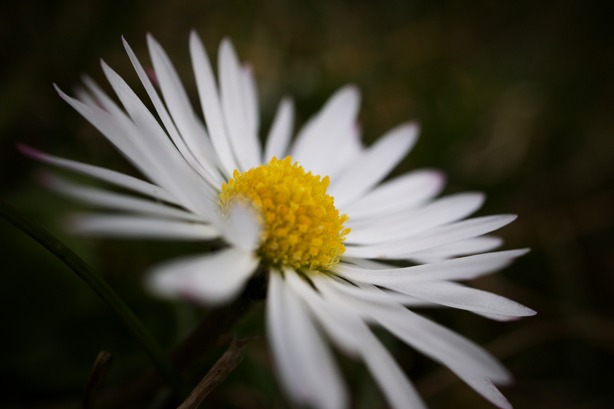 Canon EF-M 28mm F3.5 Macro IS STM sample photo. Daisy photography