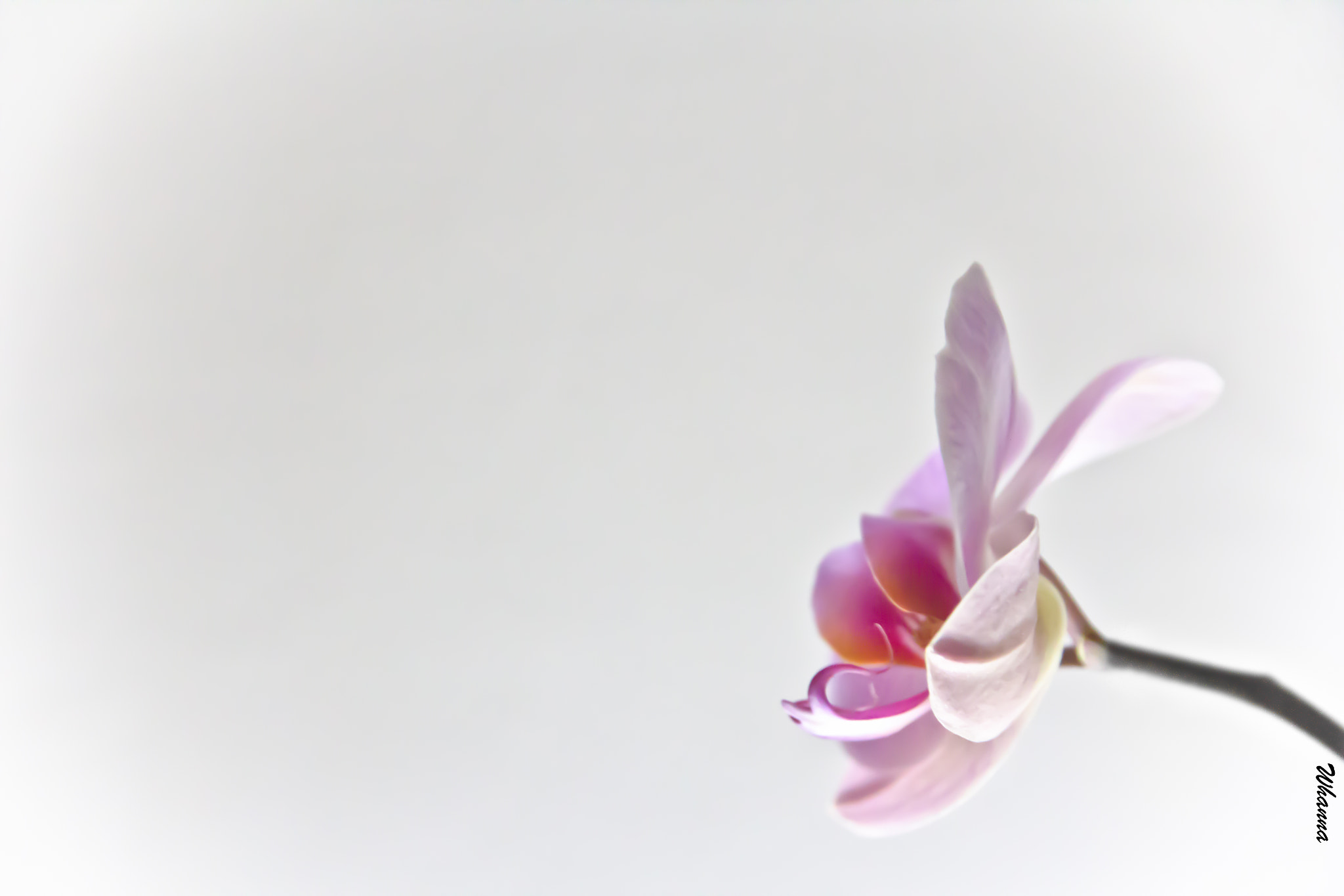 Canon EOS 60D sample photo. Tenderness photography