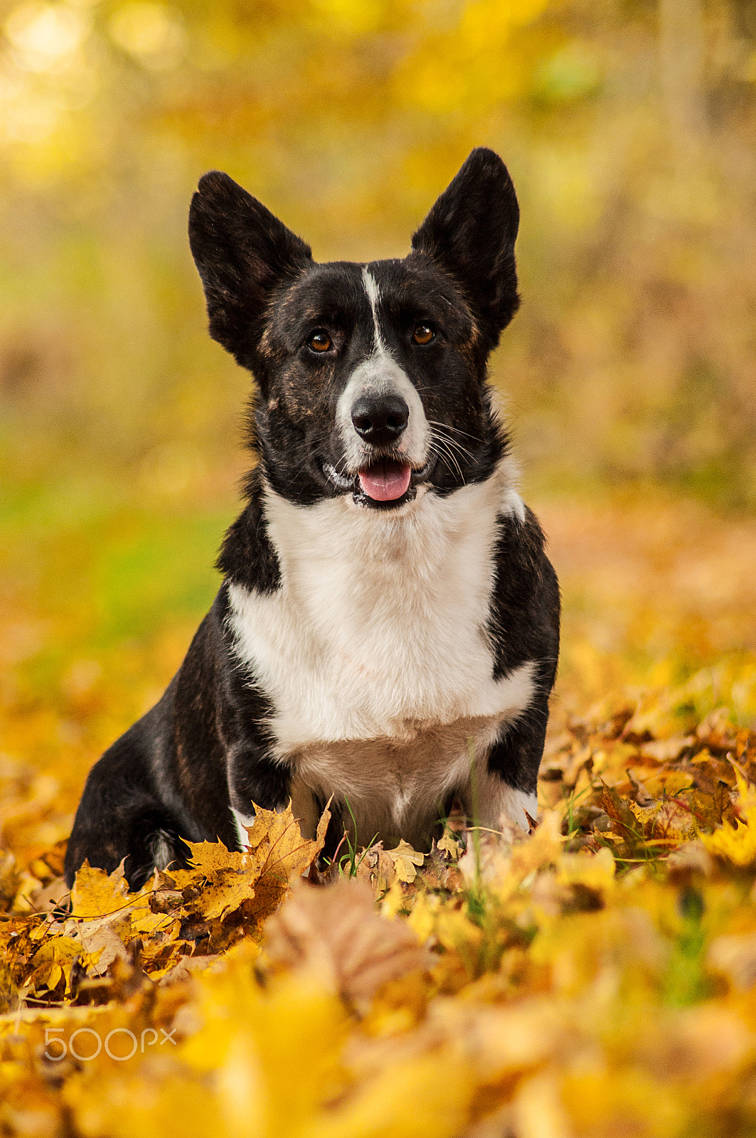 Nikon D5000 sample photo. Autumn dog ii. photography