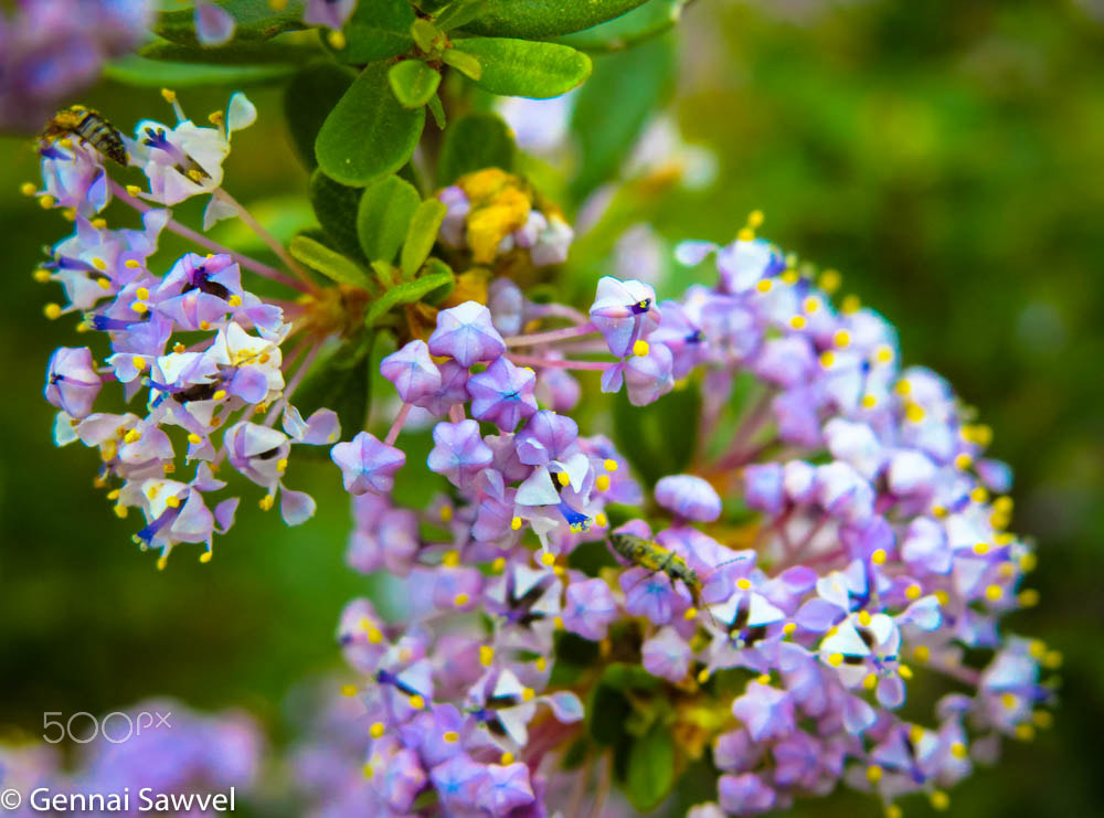 Sigma 28-80mm f/3.5-5.6 II Macro sample photo. Purple flowers photography