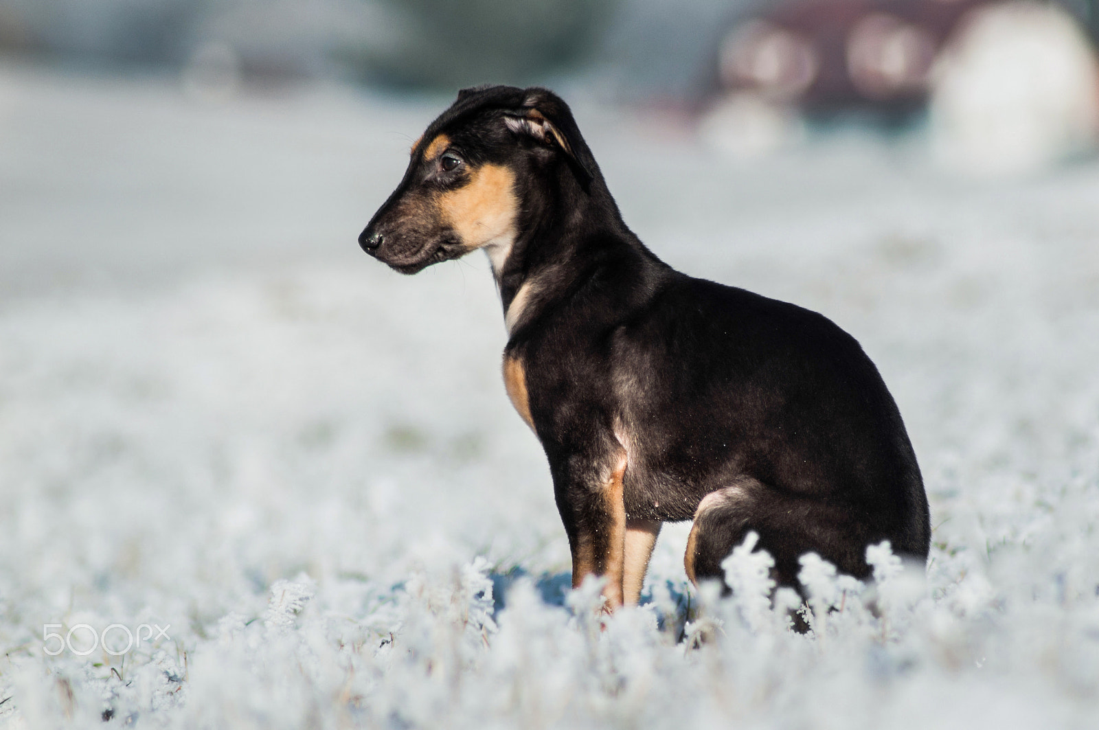 Nikon D5000 sample photo. So cold photography