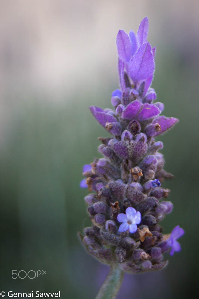 Canon EOS 600D (Rebel EOS T3i / EOS Kiss X5) + Sigma 28-80mm f/3.5-5.6 II Macro sample photo. Lavender flower photography