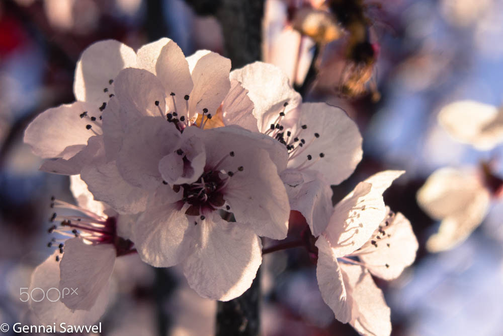 Canon EOS 600D (Rebel EOS T3i / EOS Kiss X5) + Sigma 28-80mm f/3.5-5.6 II Macro sample photo. Tree blossoms in spring photography