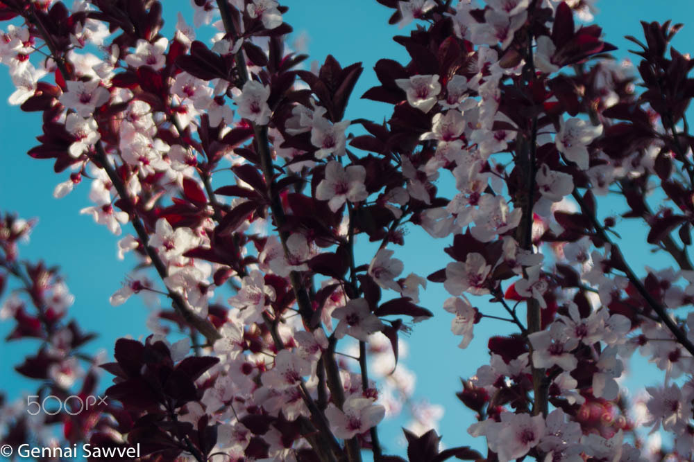 Canon EOS 600D (Rebel EOS T3i / EOS Kiss X5) sample photo. Flowering tree blossoms on aqua sky photography