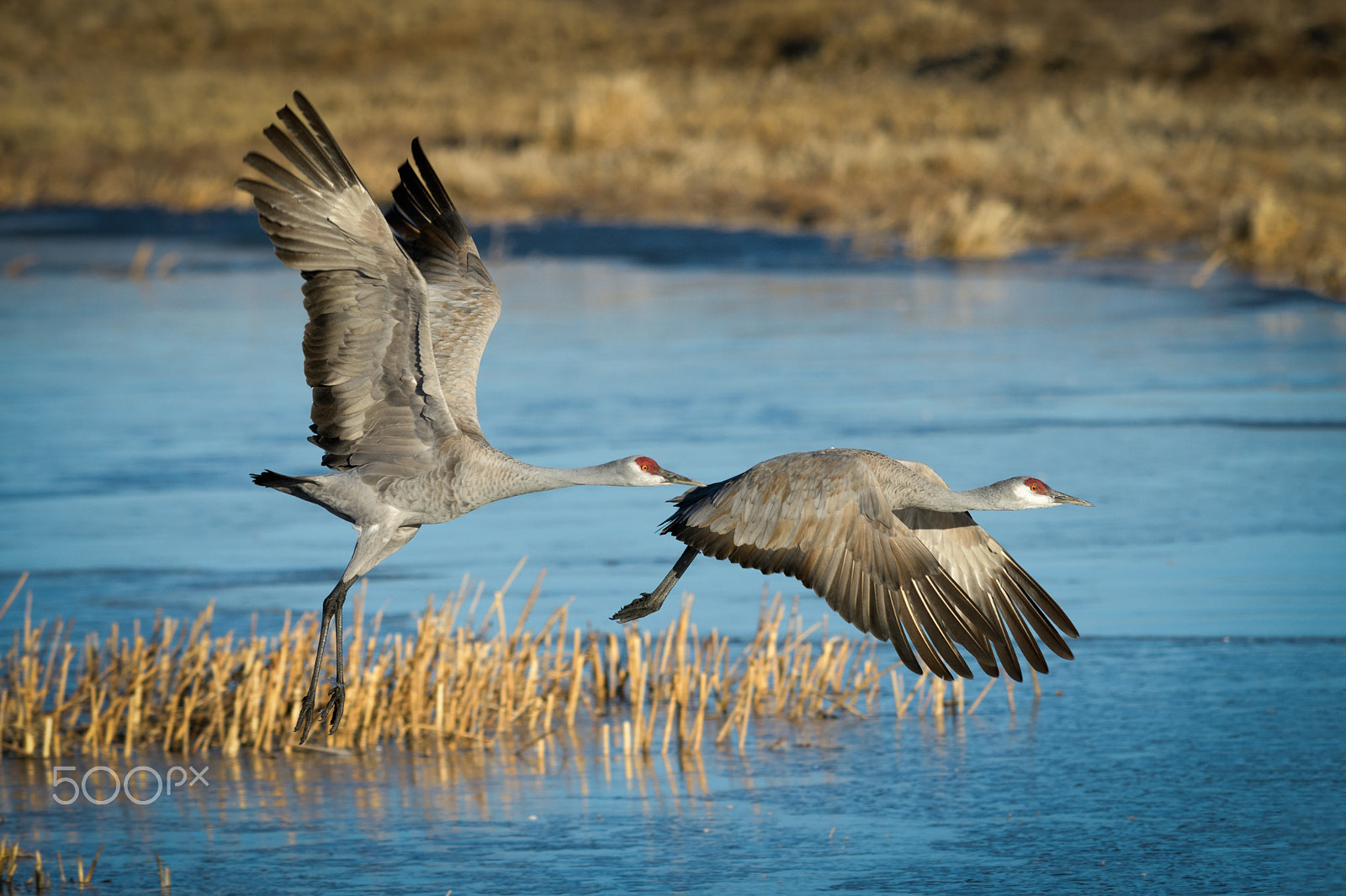 Nikon D500 + Nikon AF-S Nikkor 300mm F2.8G ED VR II sample photo. Sandhill takeoff photography