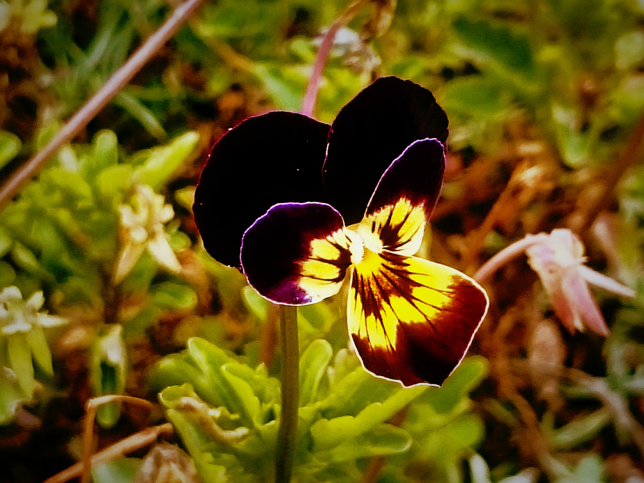 Sony Xperia Z1 Compact sample photo. Lion flora  photography