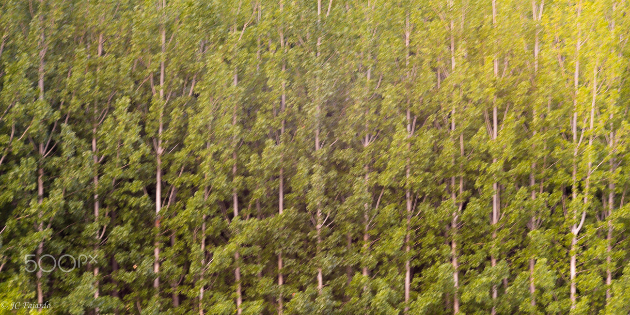 Sigma 70-200mm F2.8 EX DG OS HSM sample photo. The wall photography