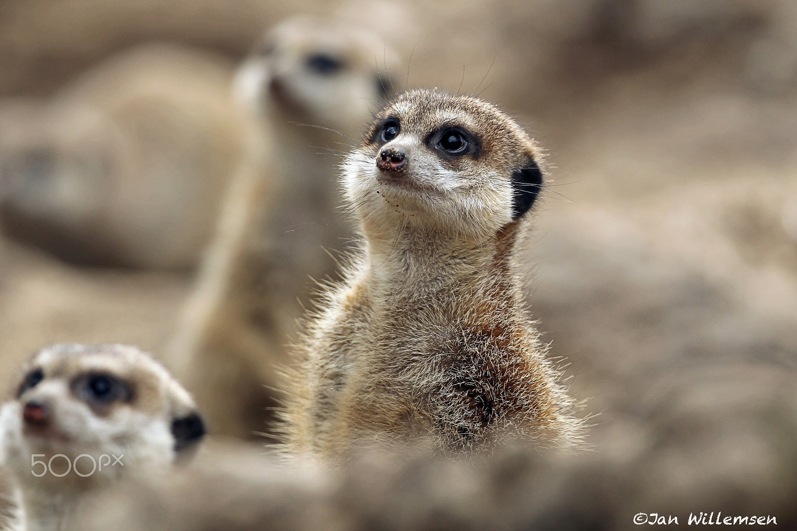 Canon EOS-1D Mark IV + Canon EF 300mm F2.8L IS II USM sample photo. Meerkat photography