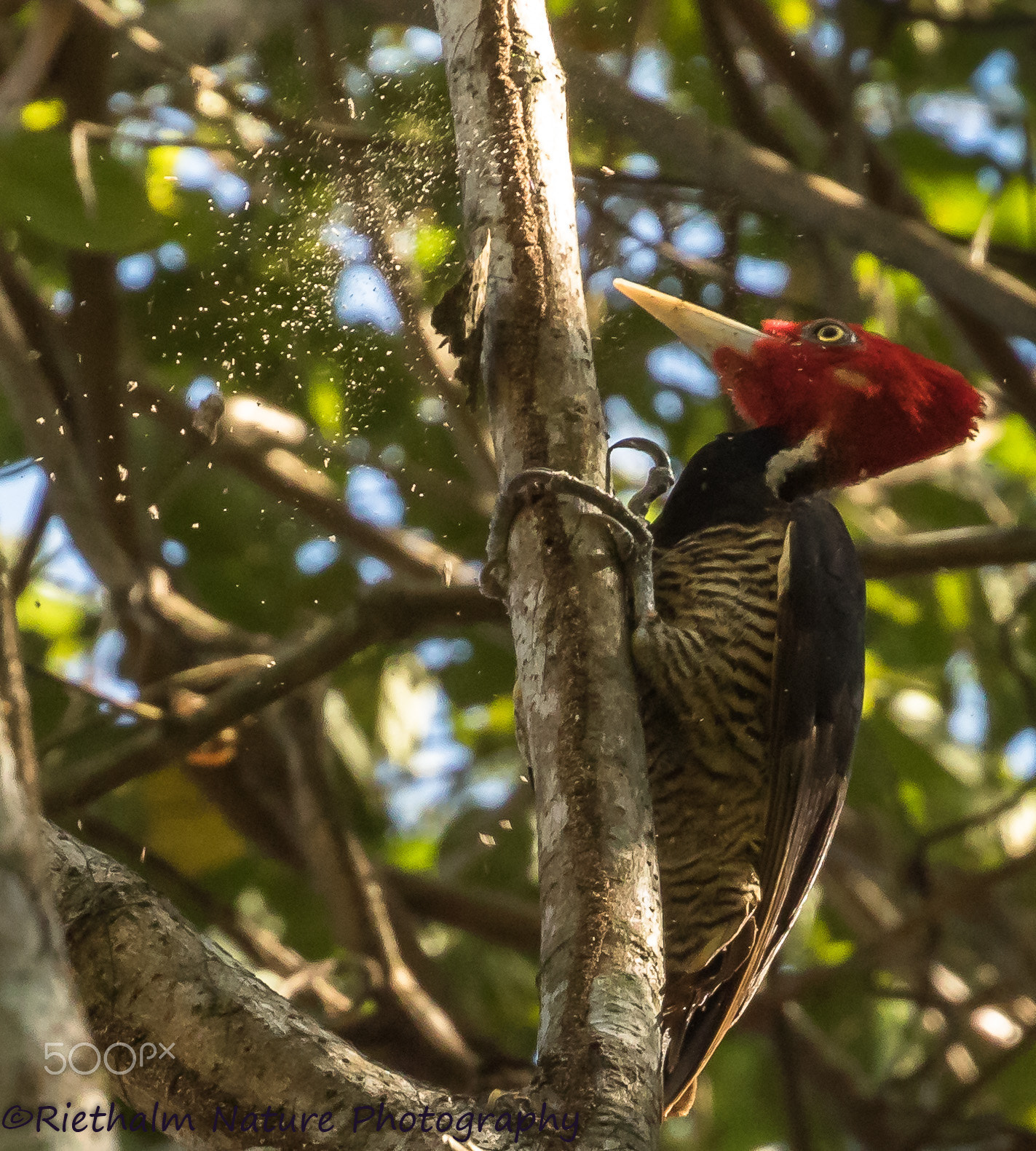 Canon EF 70-200mm F4L USM sample photo. Pale-billed woodpecker photography