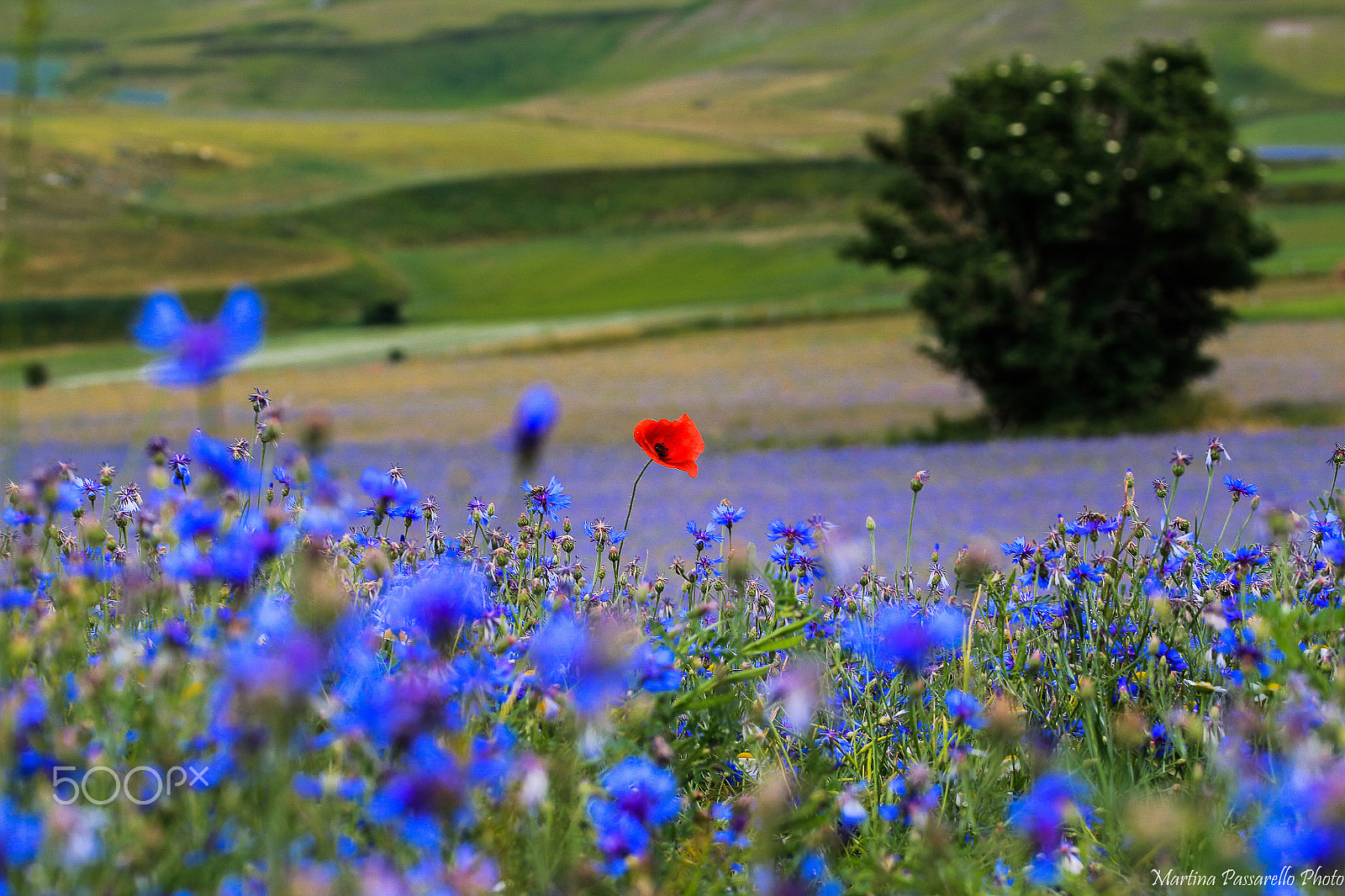 Sigma 105mm F2.8 EX DG OS HSM sample photo. Colors photography