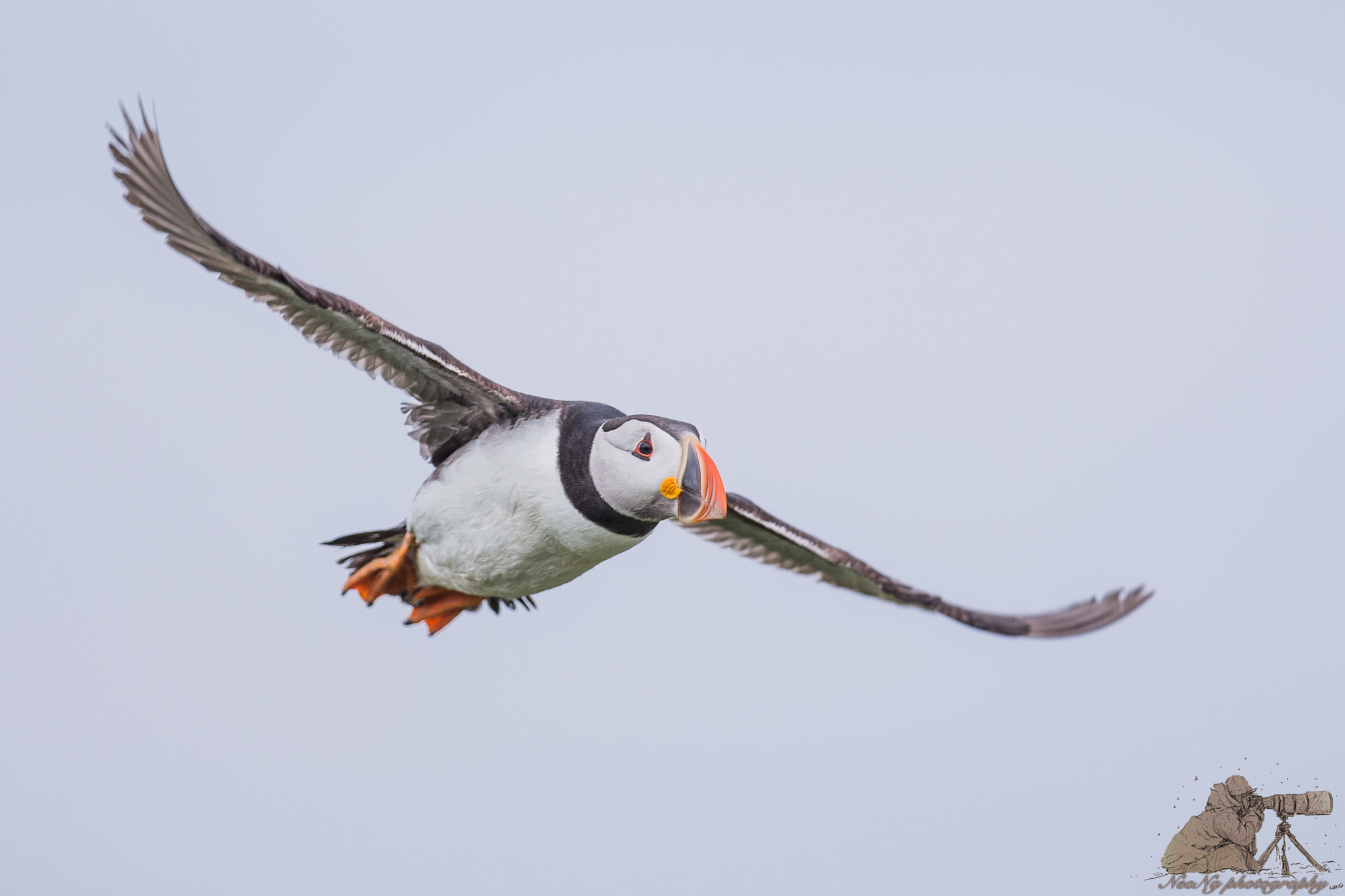 Canon EF 300mm F2.8L IS II USM sample photo. Bcr photography