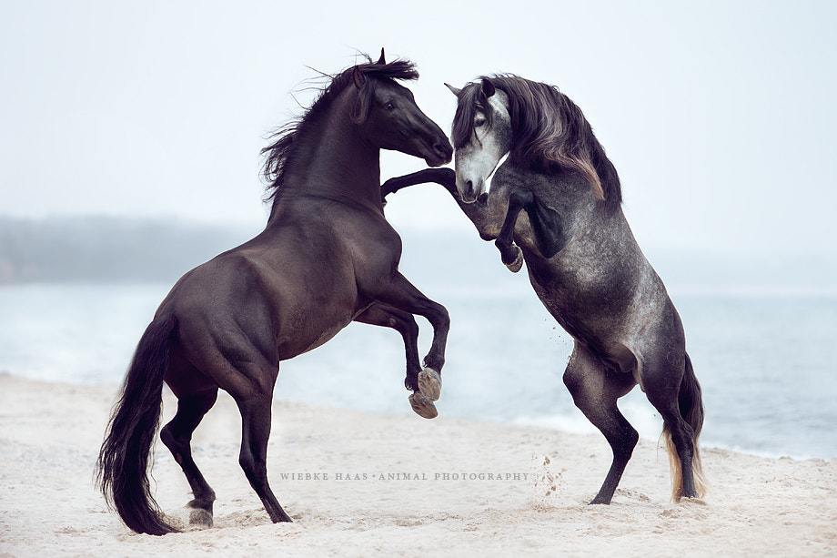 Canon EF 70-200mm F2.8L USM sample photo. Valentino & floro photography