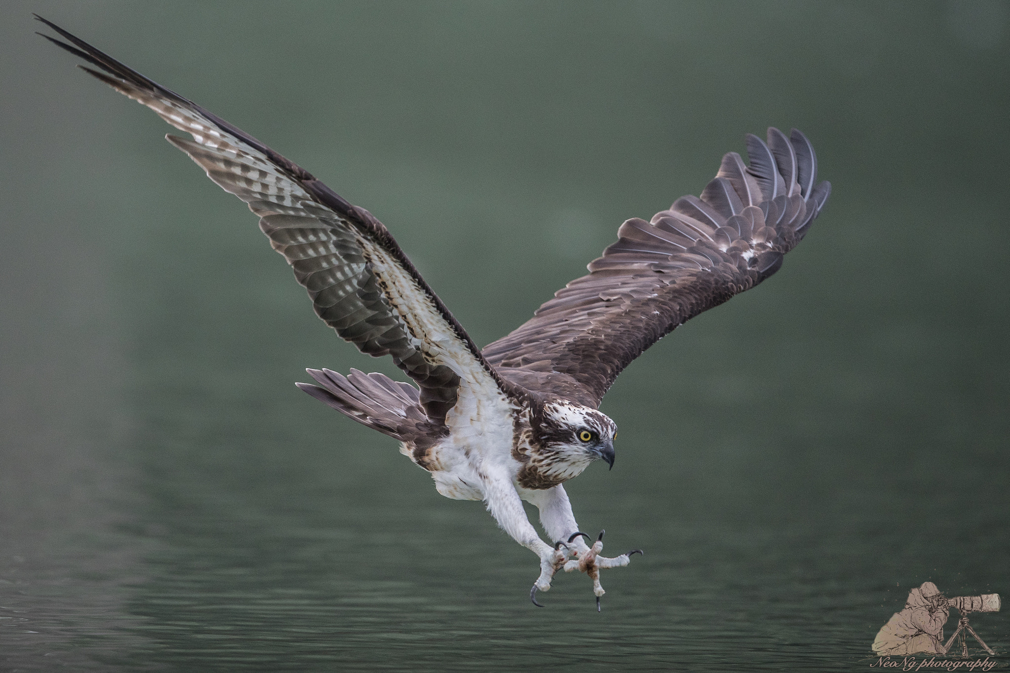 Canon EF 600mm F4L IS II USM sample photo. Neo photography