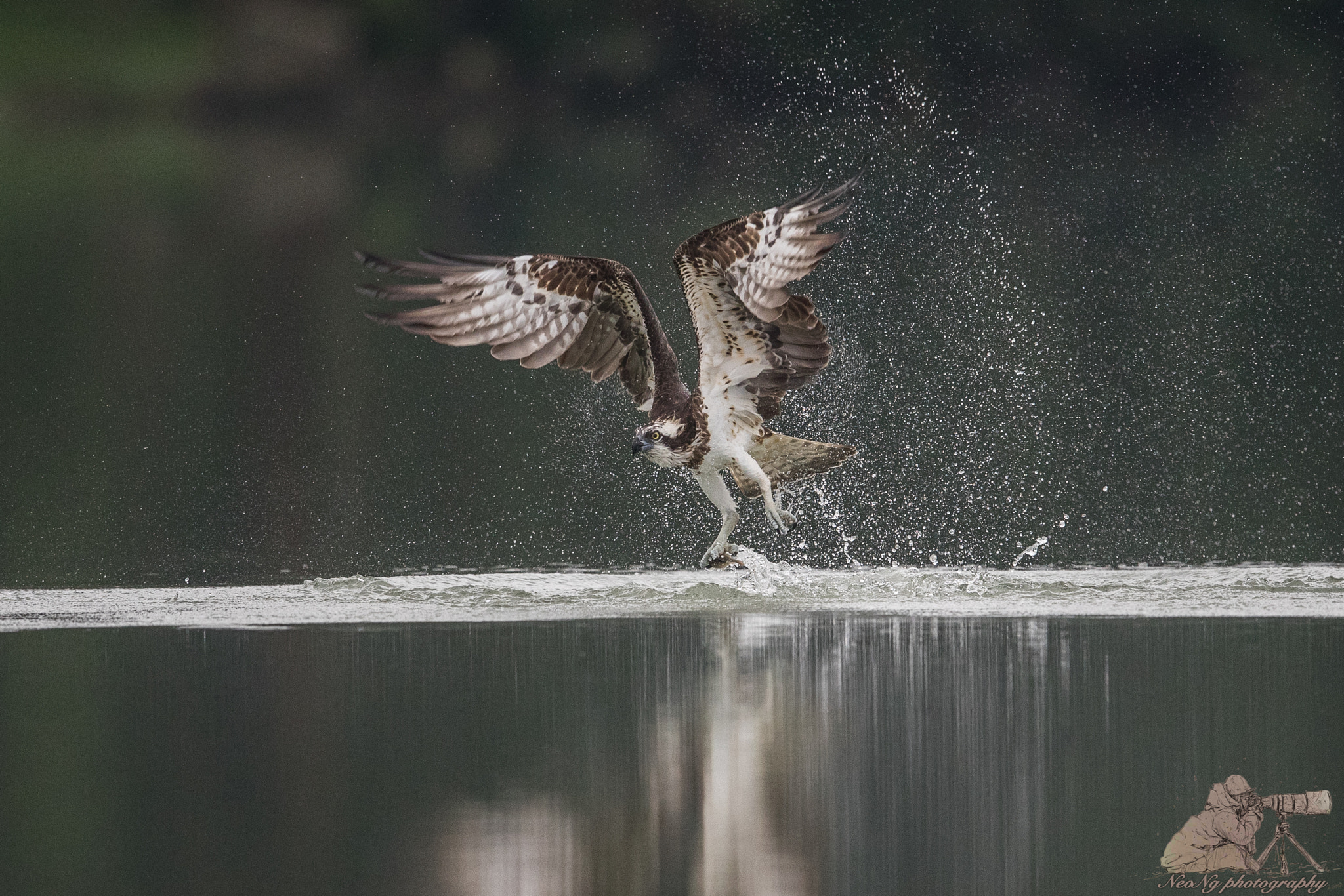 Canon EF 600mm F4L IS II USM sample photo. Neo photography