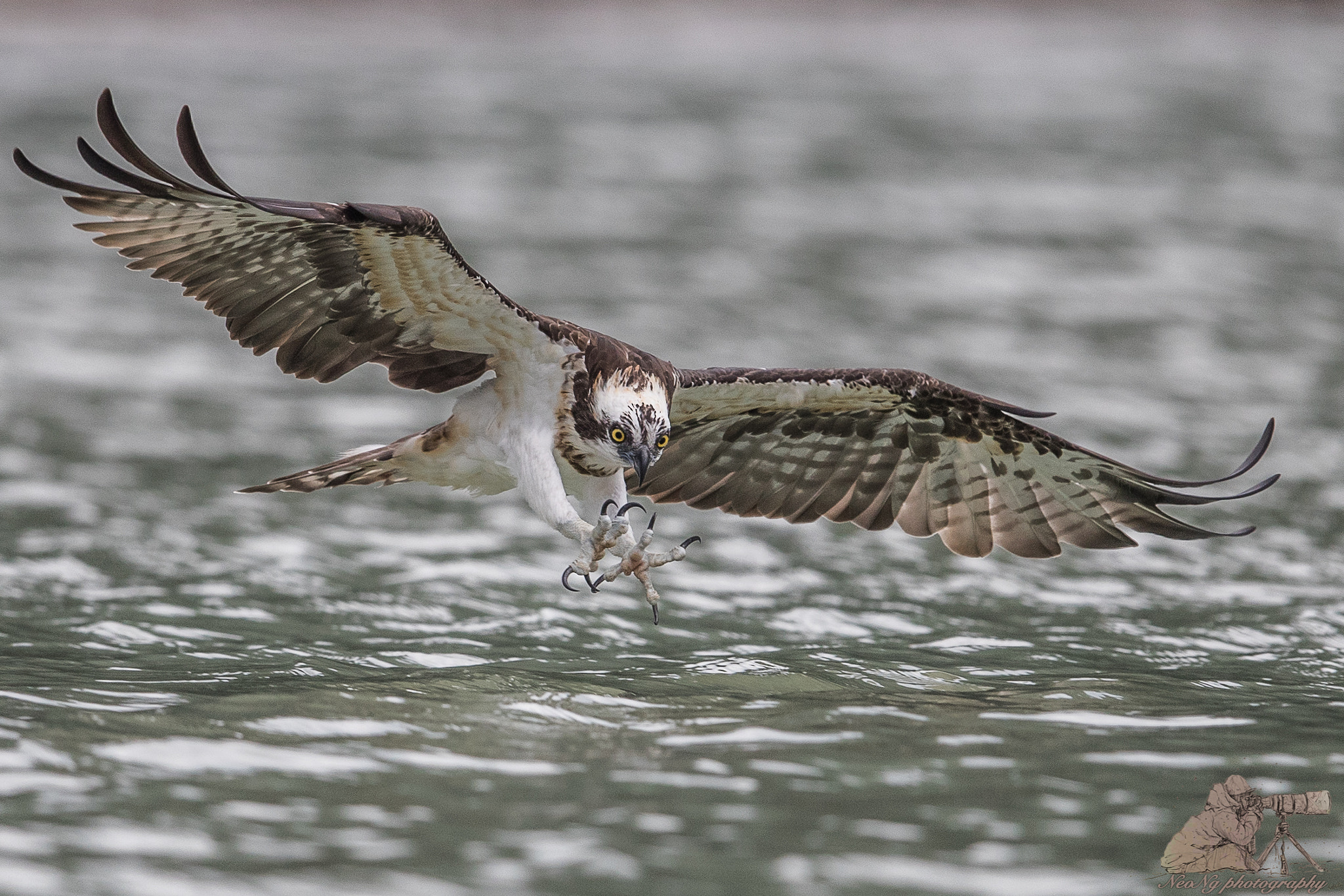 Canon EF 600mm F4L IS II USM sample photo. Neo photography