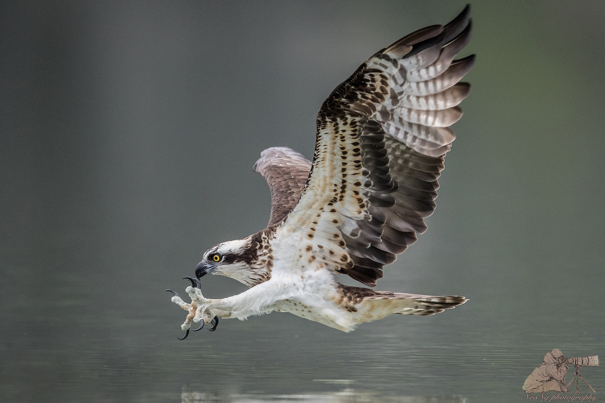 Canon EF 600mm F4L IS II USM sample photo. Neo photography