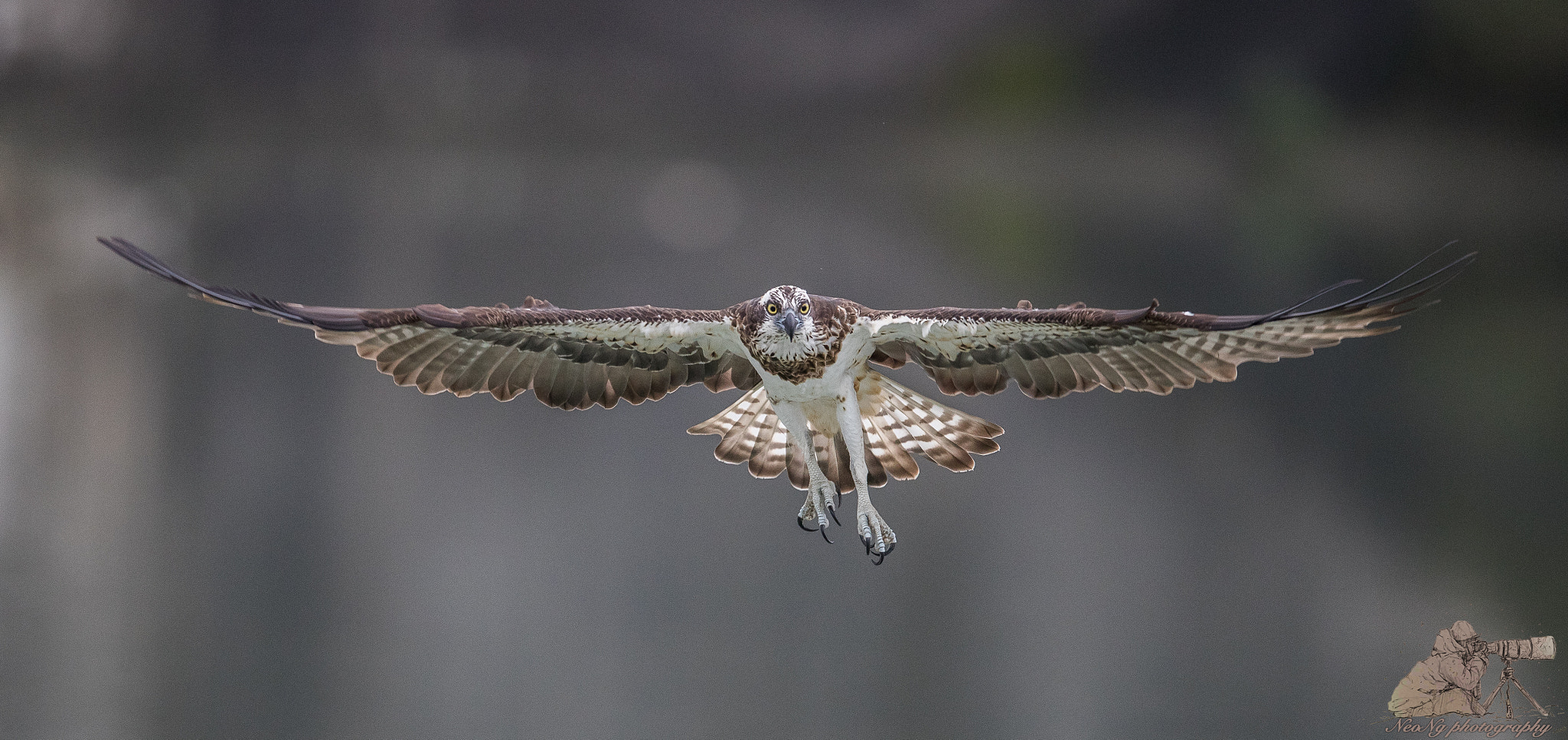 Canon EF 600mm F4L IS II USM sample photo. Neo photography