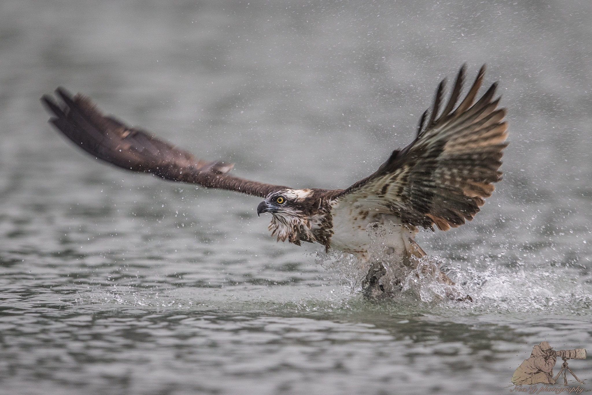 Canon EF 600mm F4L IS II USM sample photo. Neo photography