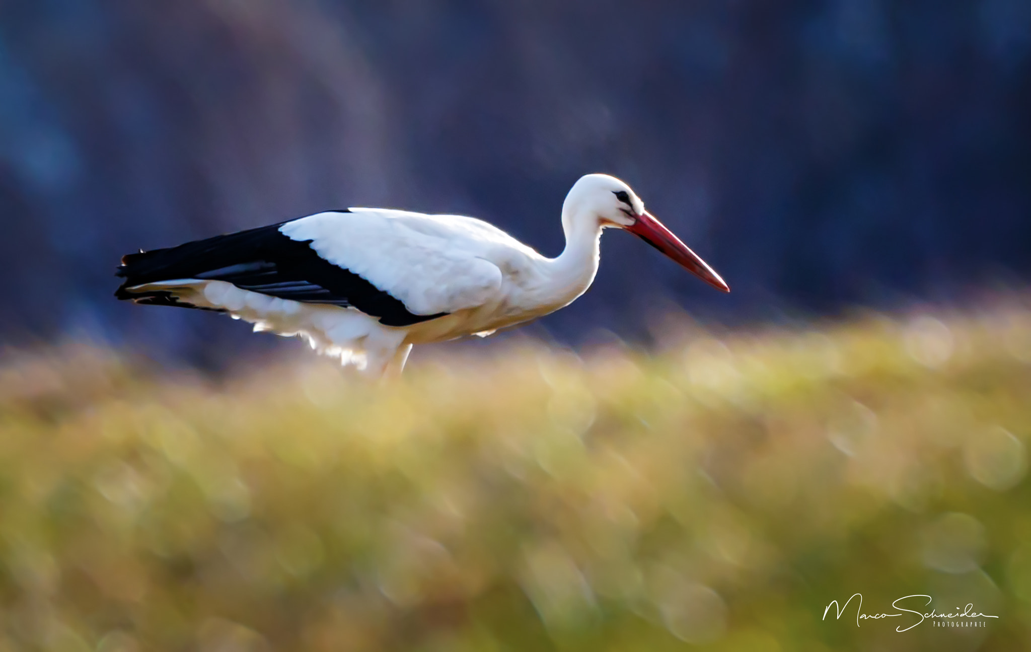 150-600mm F5-6.3 DG OS HSM | Contemporary 015 sample photo. Weissstorch photography