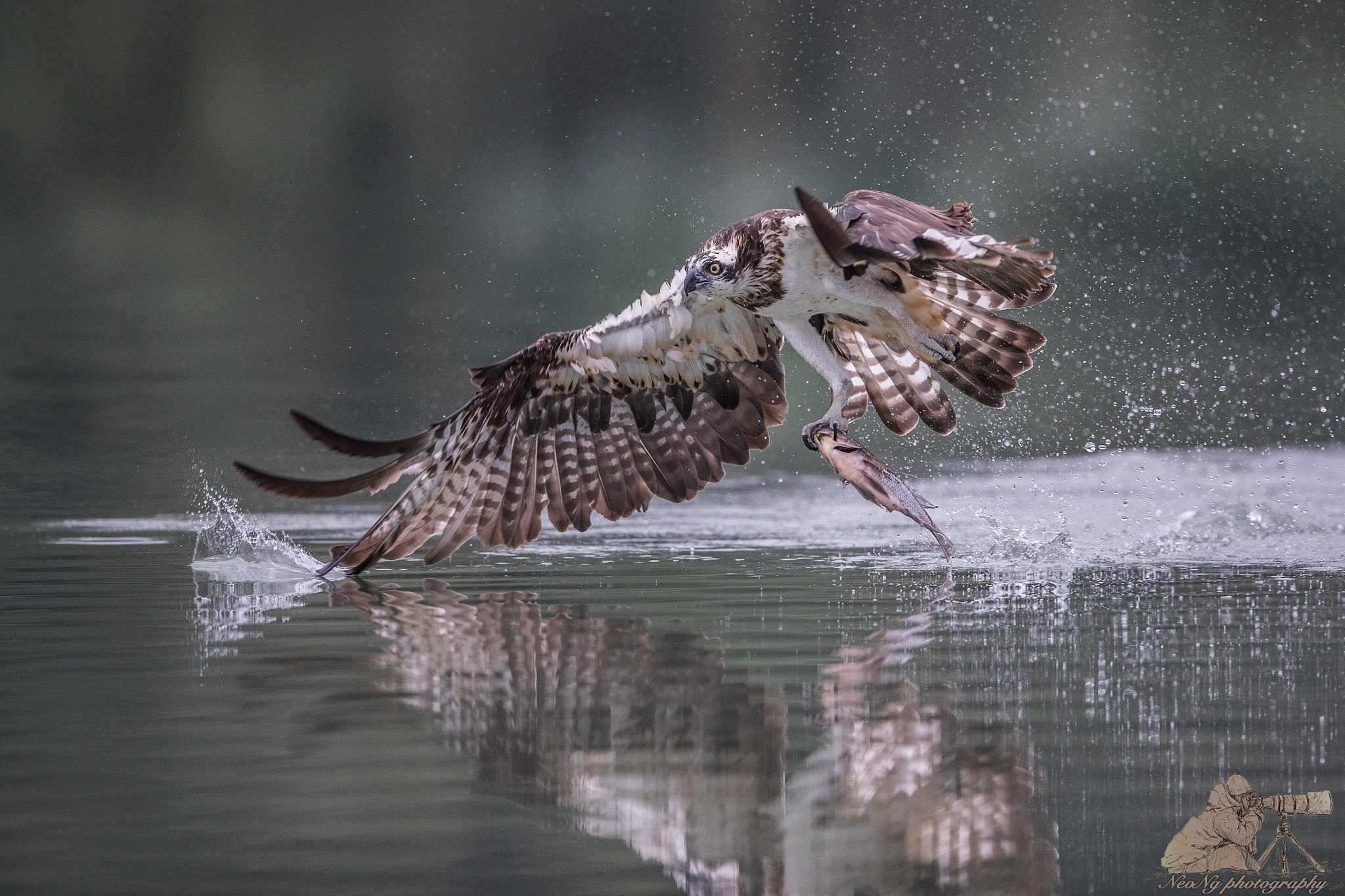 Canon EOS-1D X Mark II + Canon EF 600mm F4L IS II USM sample photo. Neo photography