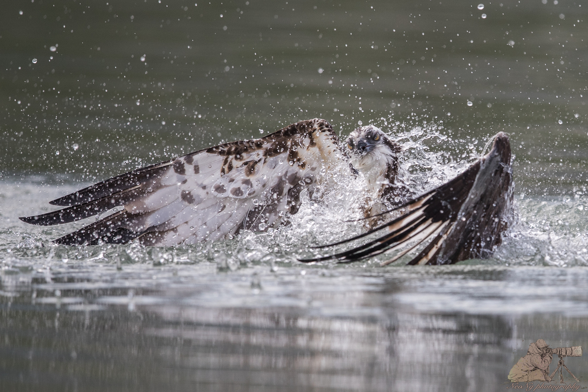 Canon EF 600mm F4L IS II USM sample photo. Neo photography