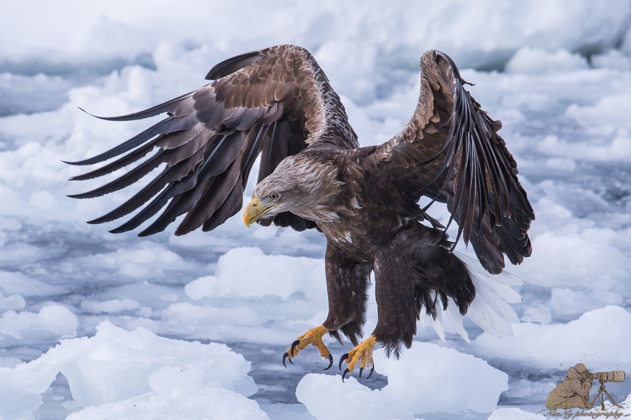 Canon EOS-1D X + Canon EF 300mm F2.8L IS II USM sample photo. Neo photography