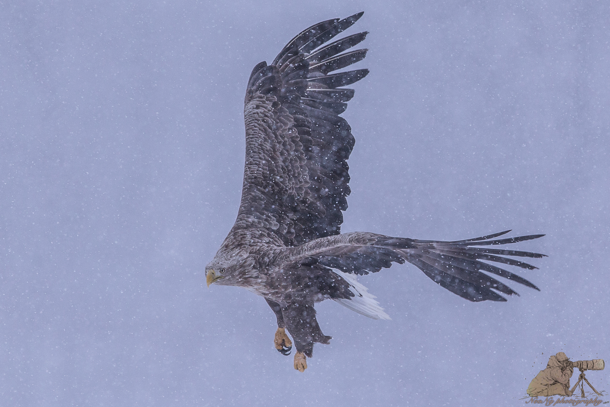 Canon EF 600mm F4L IS II USM sample photo. Neo photography
