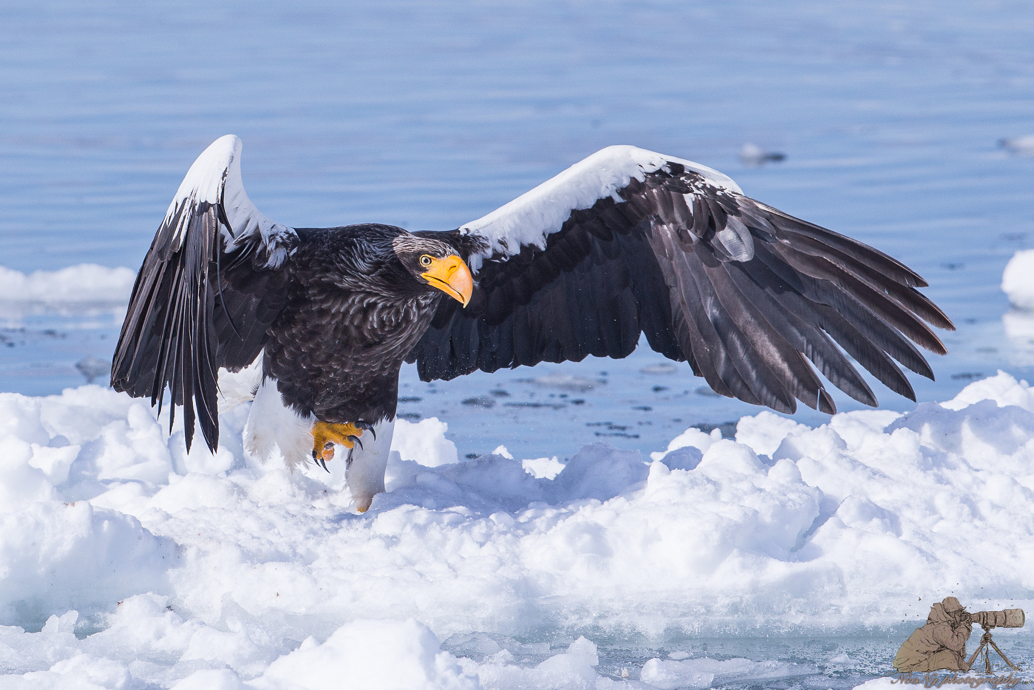 Canon EF 300mm F2.8L IS II USM sample photo. Neo photography