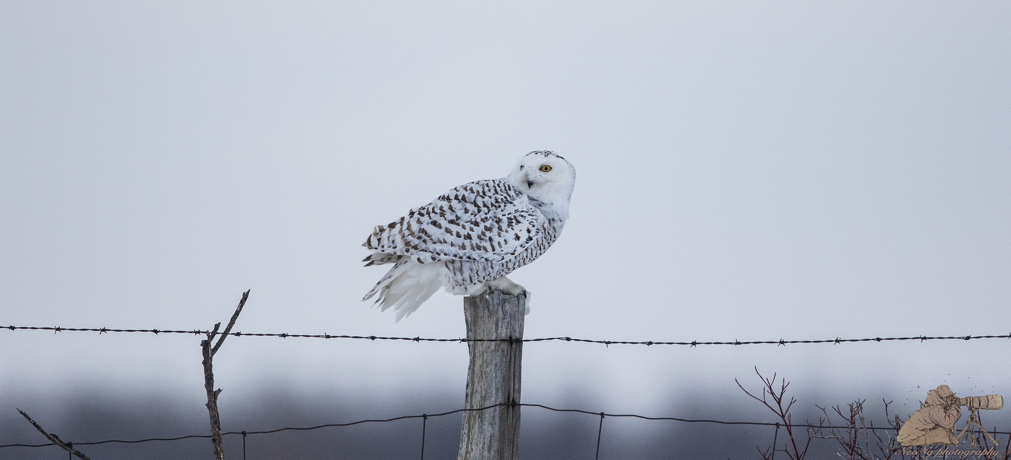 Canon EF 600mm F4L IS II USM sample photo. Neol photography