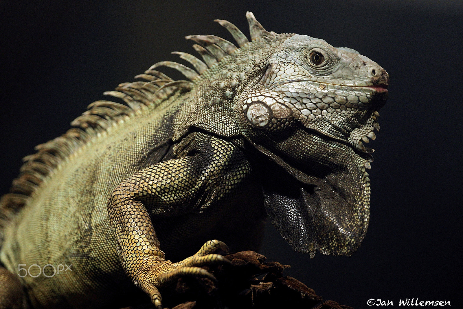 Canon EOS-1D Mark IV + Canon EF 300mm F2.8L IS II USM sample photo. Green iguana photography