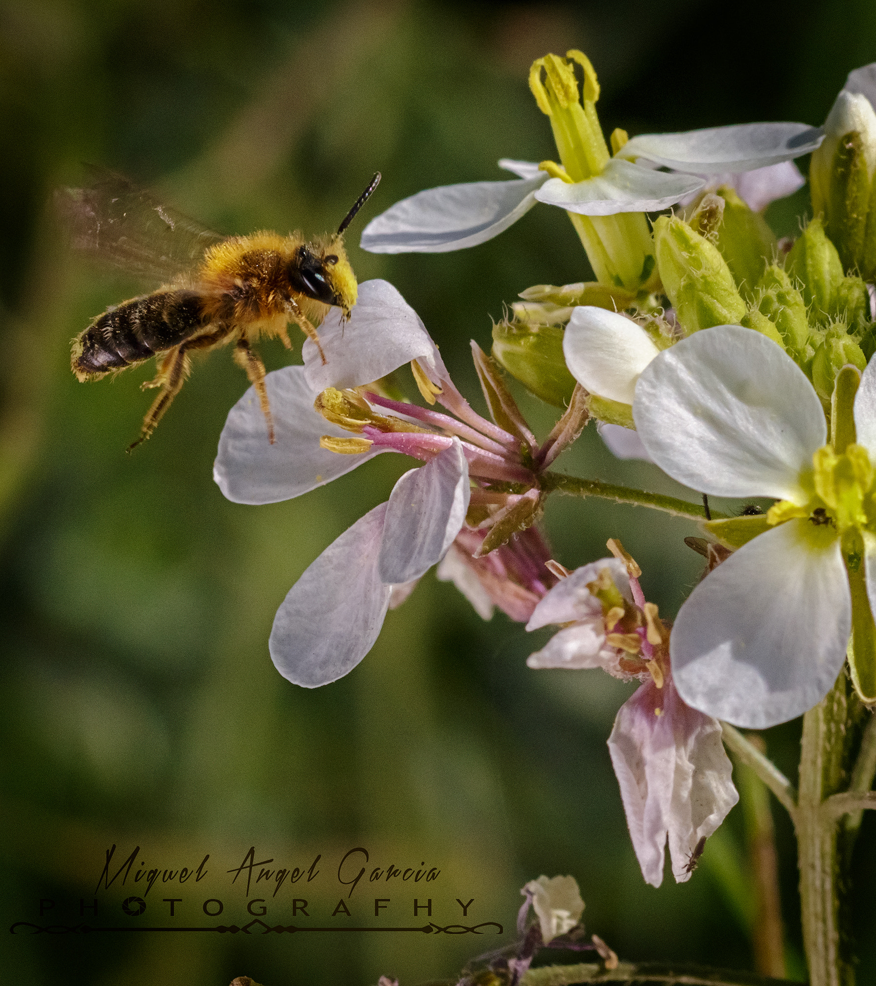 Canon EOS 70D + Sigma 105mm F2.8 EX DG OS HSM sample photo. Abeja photography