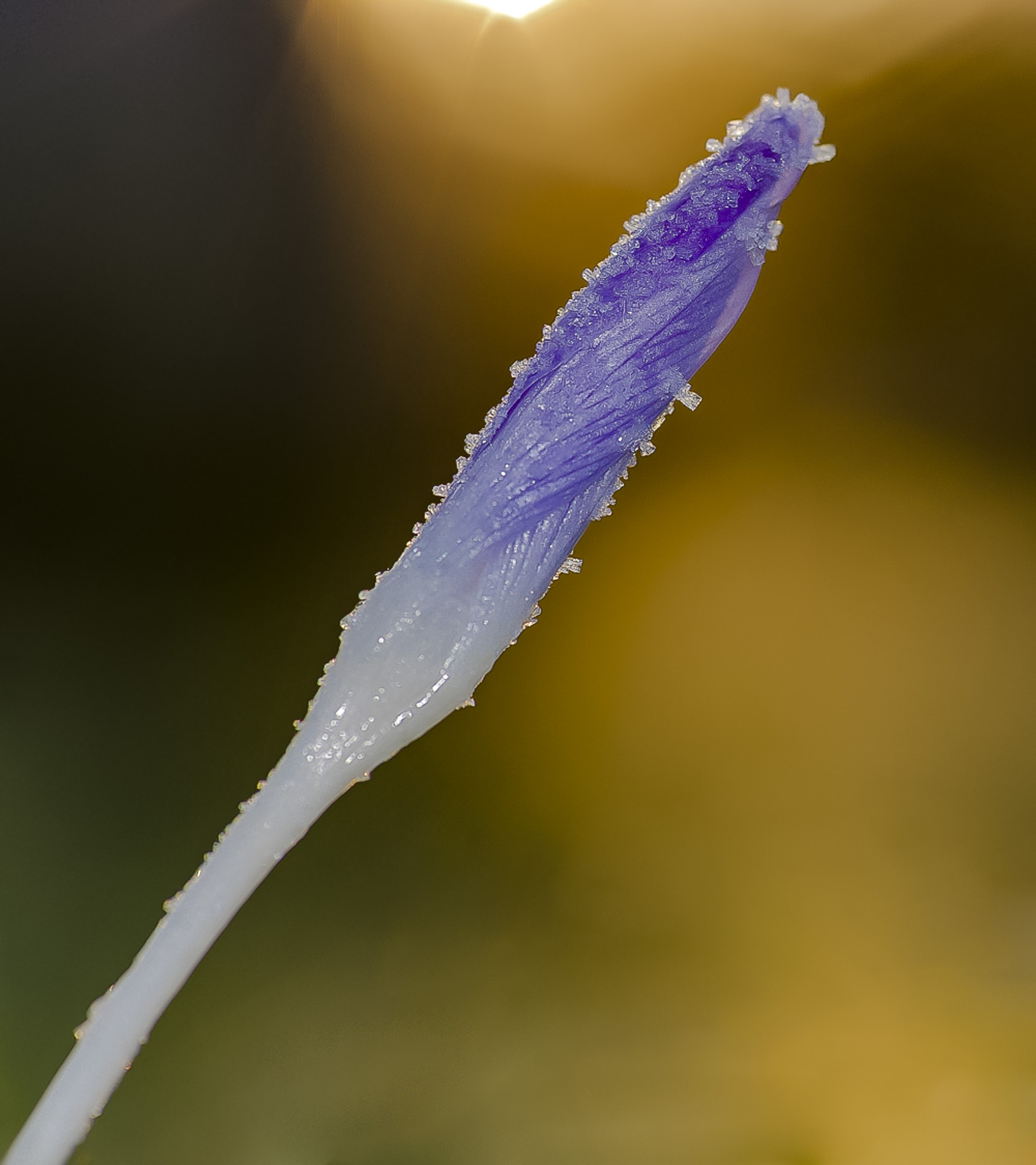 Sony SLT-A77 + Sigma 30mm F1.4 EX DC HSM sample photo. Kokus mit eiskristallen photography