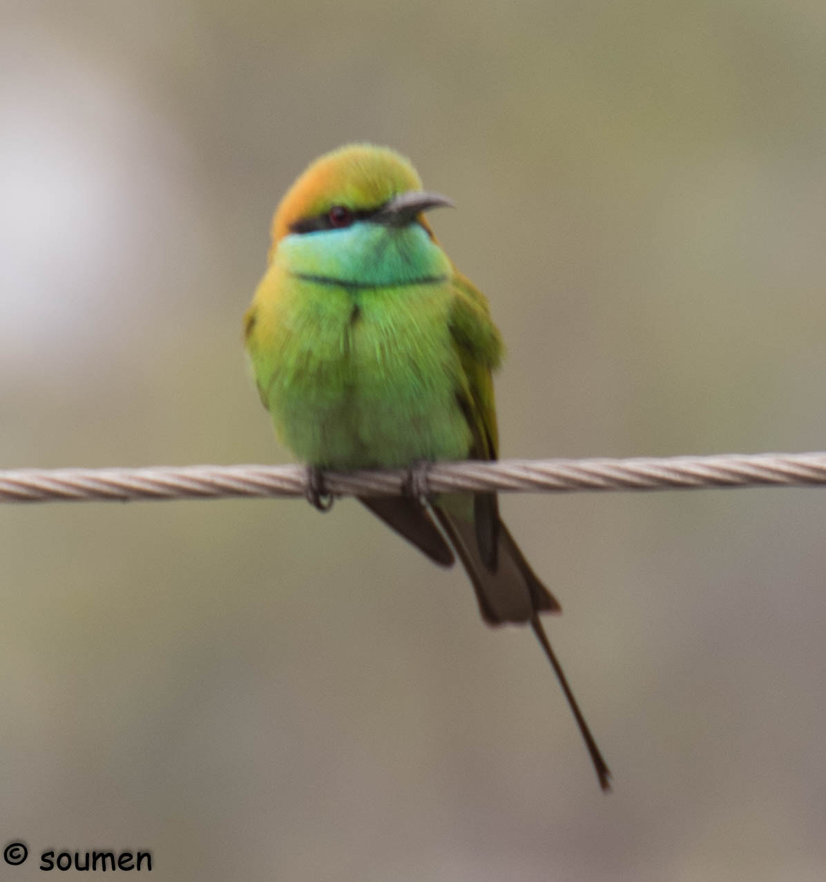 Nikon D5500 + Tamron SP 70-300mm F4-5.6 Di VC USD sample photo. Green bee eater photography