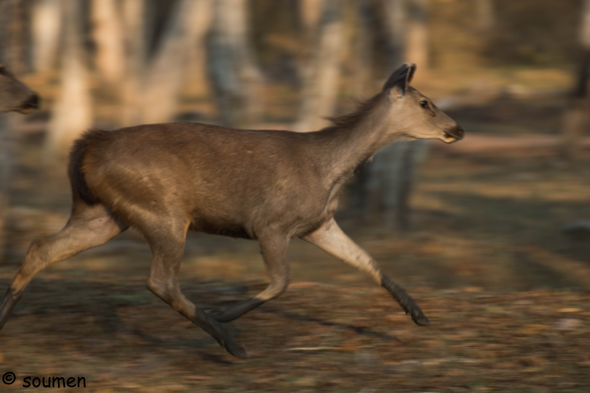 Nikon D5500 sample photo. Sambar deer photography