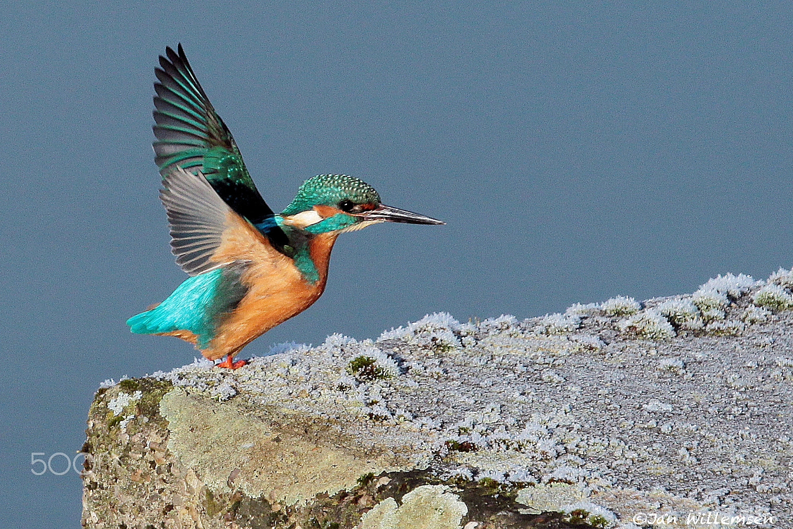 Canon EF 300mm F2.8L IS II USM sample photo. Kingfisher photography