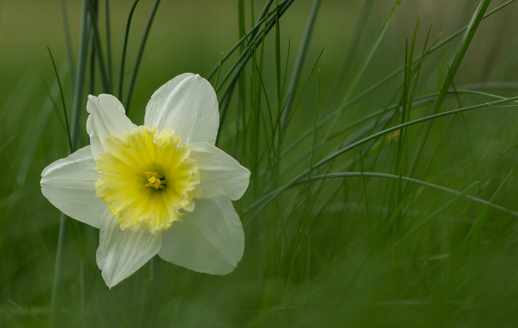 Sigma 105mm F2.8 EX DG OS HSM sample photo. Jonquille photography