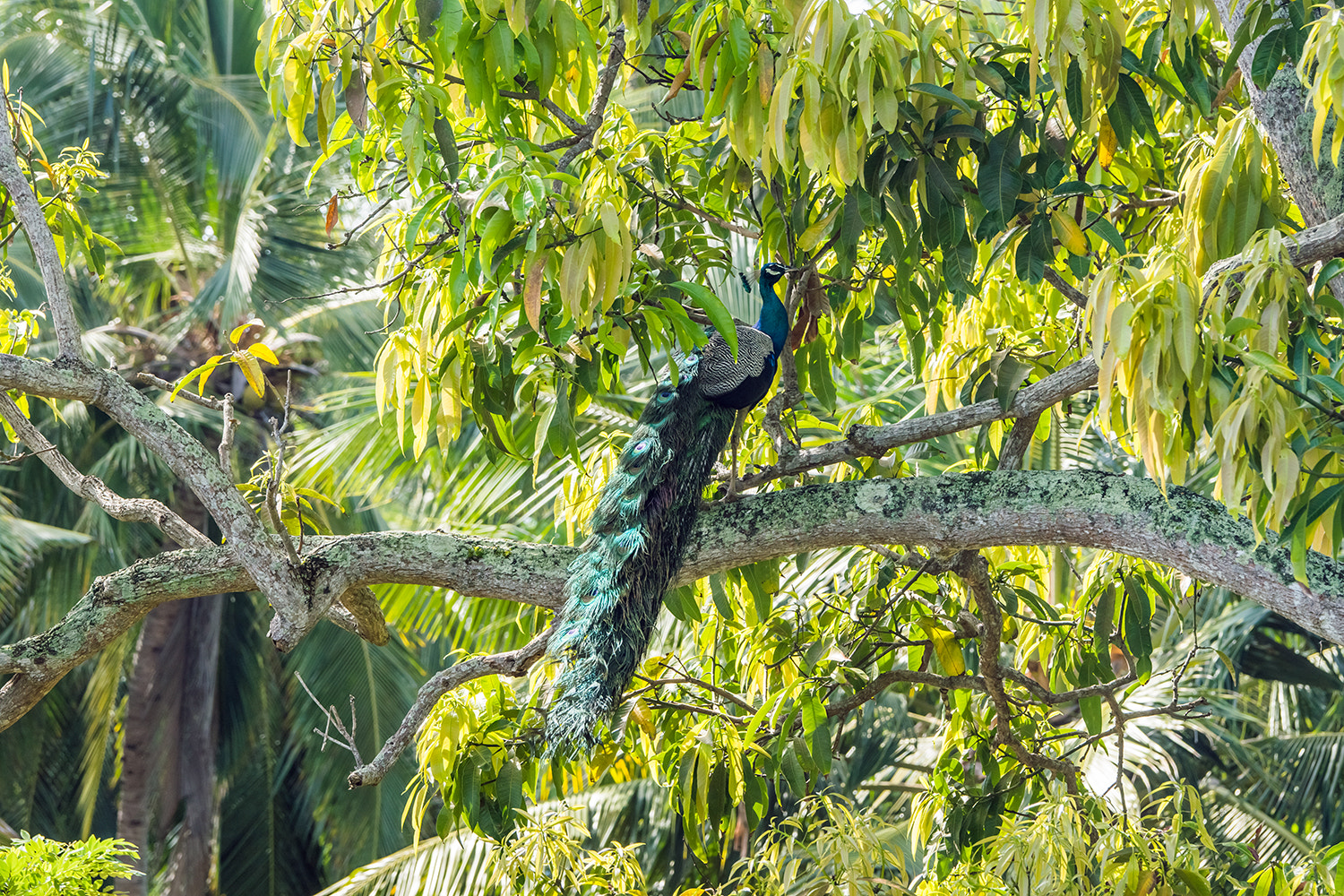 Sony 70-400mm F4-5.6 G SSM sample photo. Indian peafowl photography