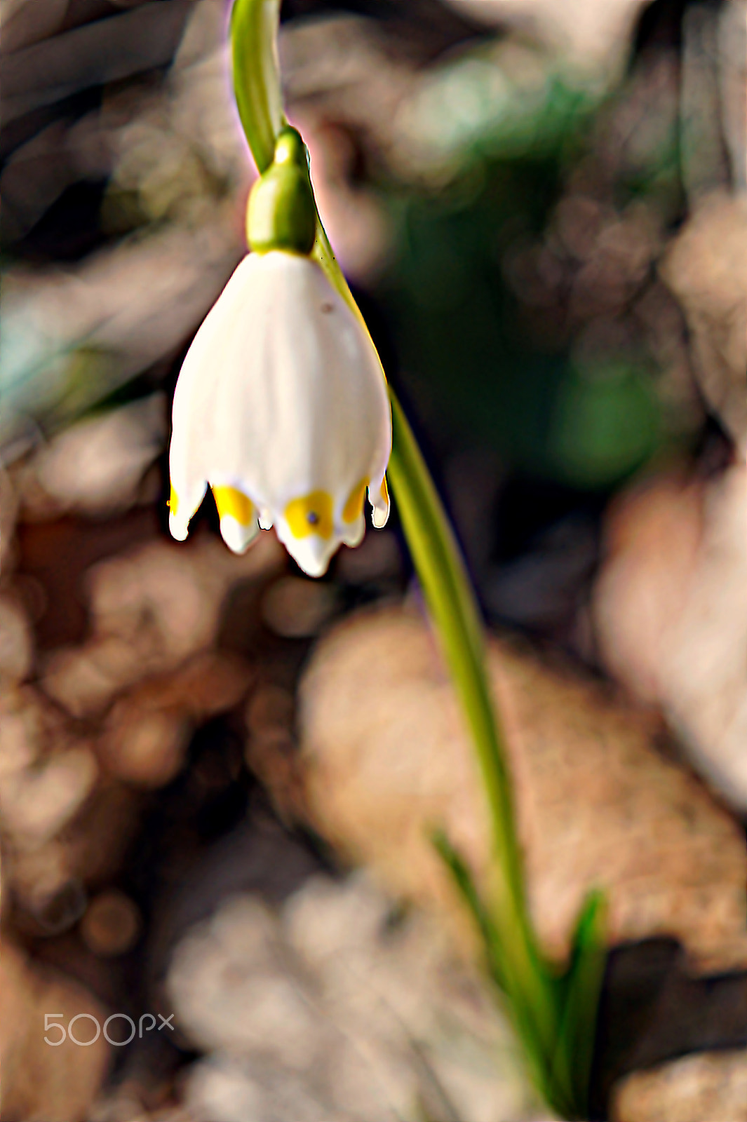 Sony SLT-A58 + Sony DT 30mm F2.8 Macro SAM sample photo. ***alone*** photography