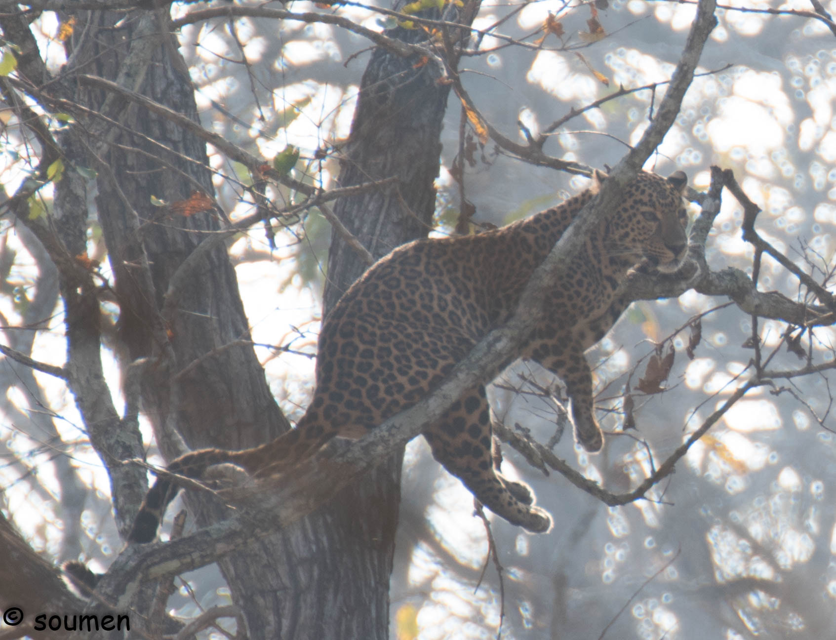 Nikon D5500 sample photo. Leopard photography