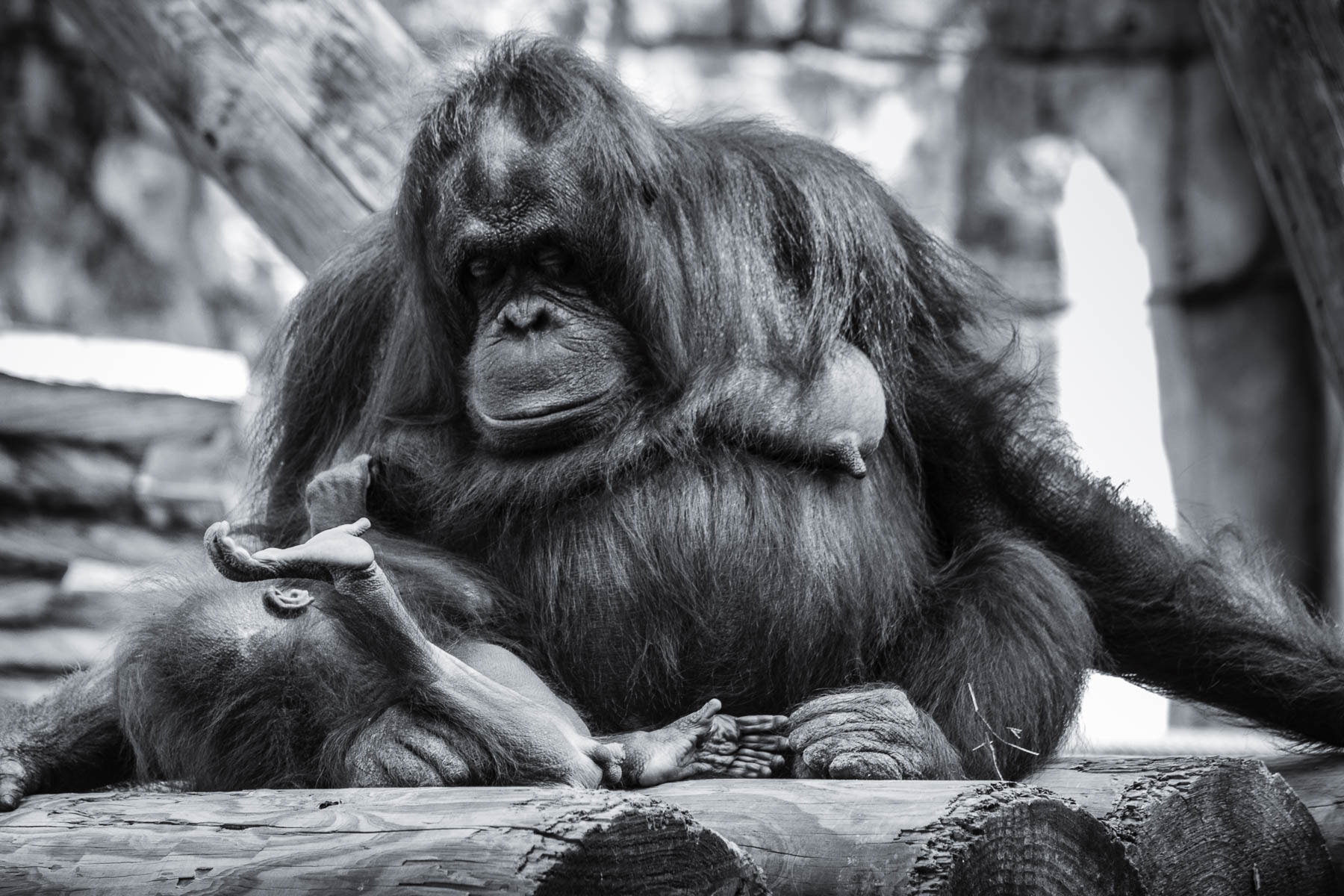 Canon EF-S 55-250mm F4-5.6 IS sample photo. Motherly love photography