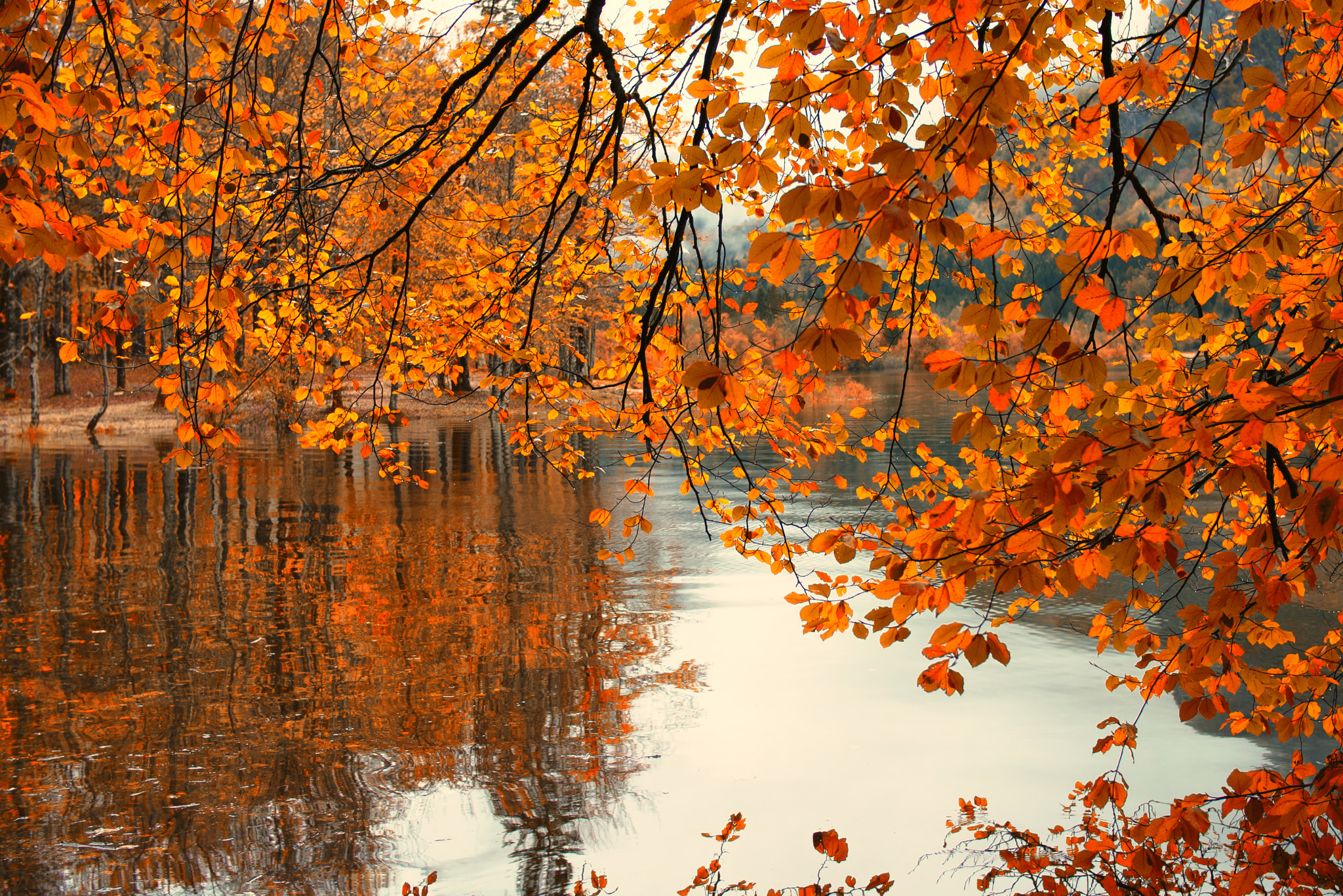 Olympus OM-D E-M5 + Olympus M.Zuiko Digital 25mm F1.8 sample photo. Take a look behind the autumn curtain photography