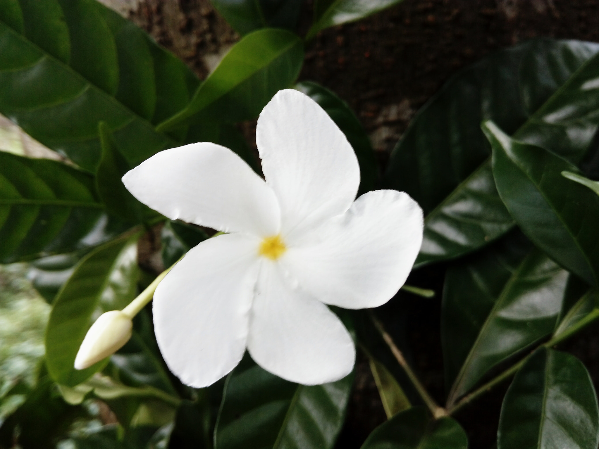 HUAWEI GR3 sample photo