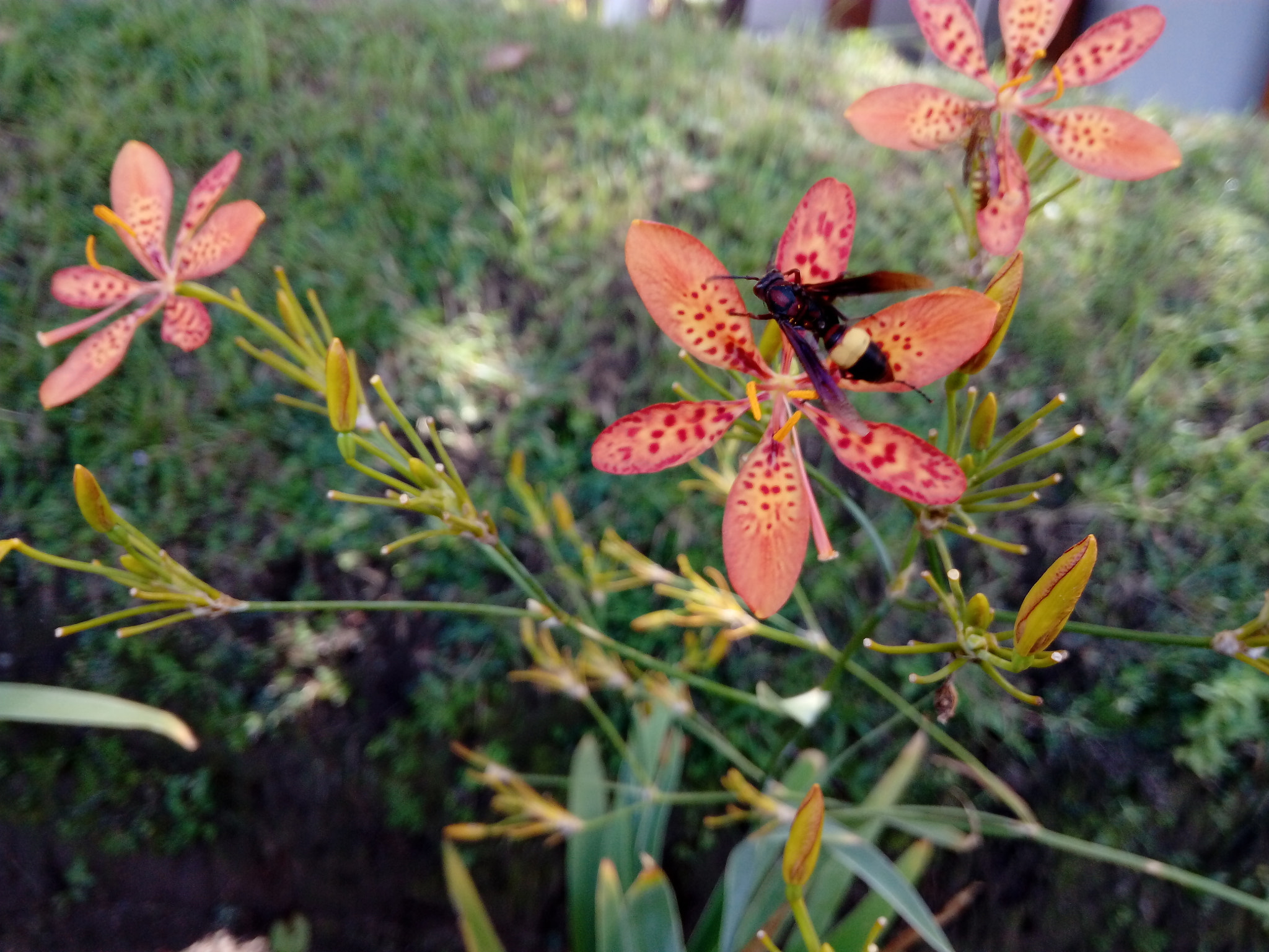 HUAWEI GR3 sample photo